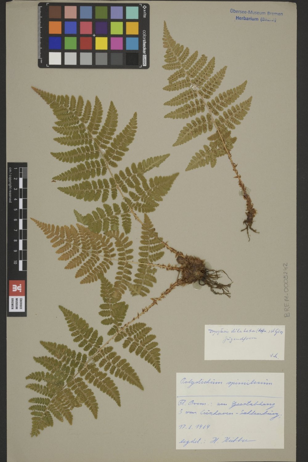 BREM_0005242 | Dryopteris dilatata, Breitblättriger Dornfarn | ganze Pflanze (Übersee-Museum Bremen CC BY-SA)