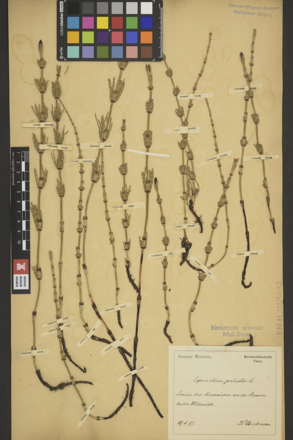 BREM_0005432 | Equisetum palustre, Sumpf-Schachtelhalm | ganze Pflanze (Übersee-Museum Bremen CC BY-SA)