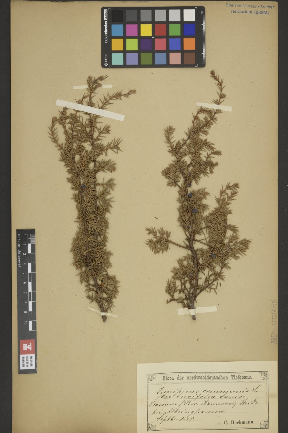 BREM_0006055 | Juniperus communis, Gemeiner Wacholder | Zweig mit Blättern (Übersee-Museum Bremen CC BY-SA)