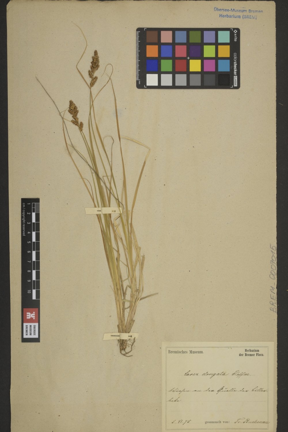 BREM_0007015 | Carex elongata, Langährige Segge | ganze Pflanze (Übersee-Museum Bremen CC BY-SA)