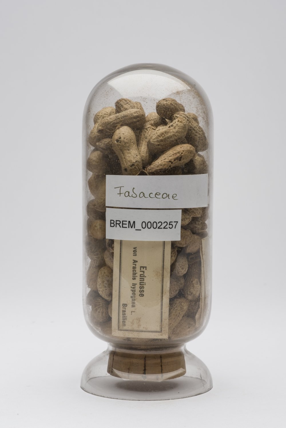 BREM_0002257 | Arachis hypogaea, Erdnuss | Früchte/Samen (Übersee-Museum Bremen CC BY-SA)
