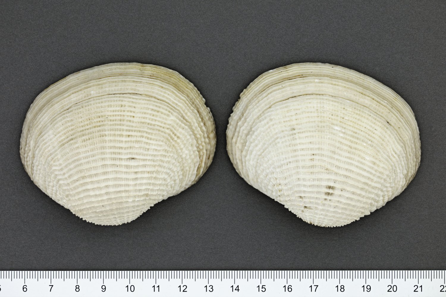 UMB_0001779 | Fimbria fimbriata, eine Mondmuschel | Schale (Klappenpaar) (Übersee-Museum Bremen CC BY-SA)
