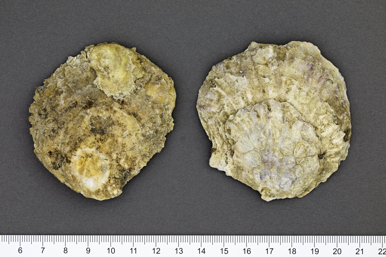 UMB_0001777 | Ostrea edulis, Europäische Auster | Schale (Klappenpaar) (Übersee-Museum Bremen CC BY-SA)