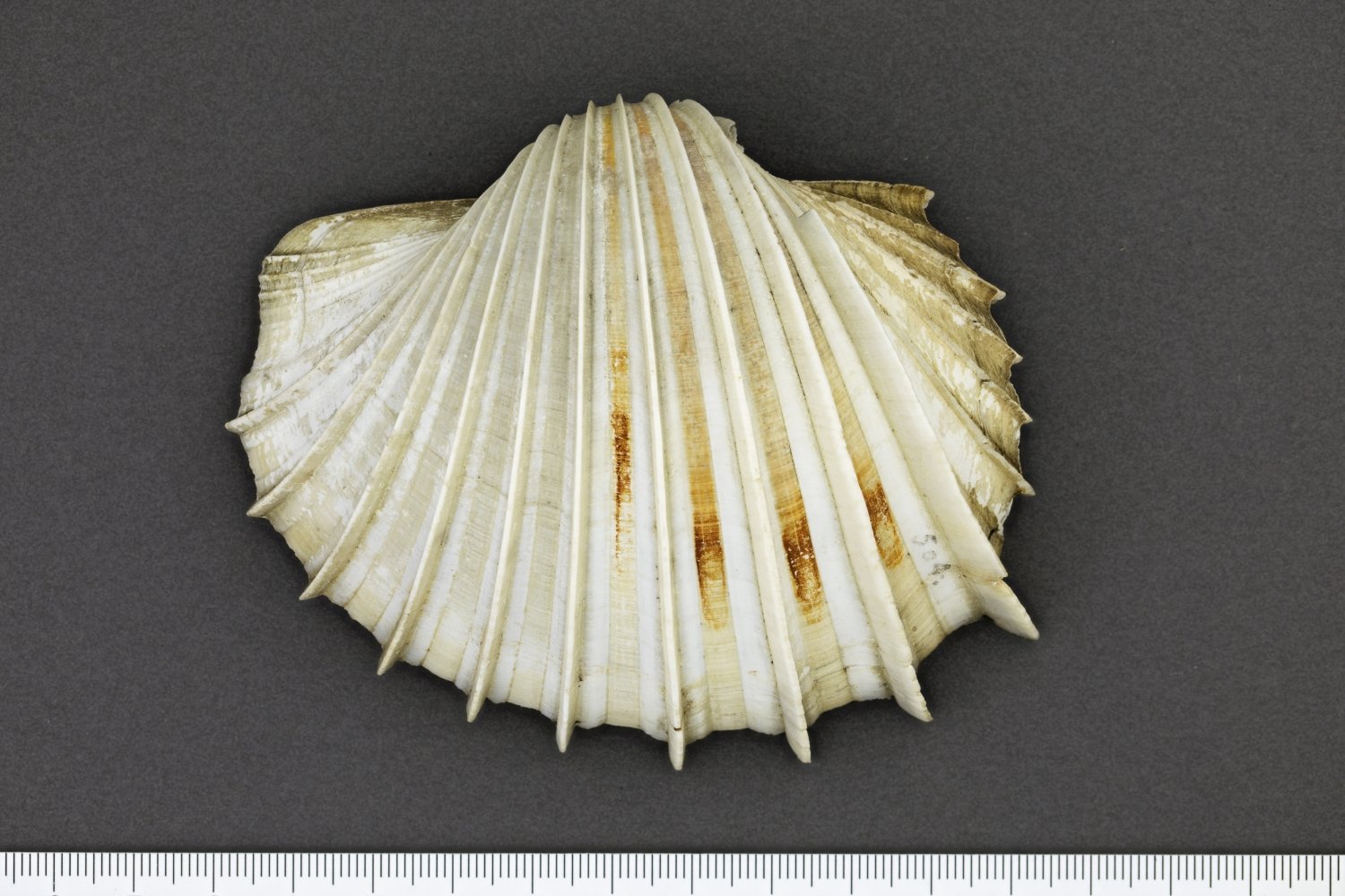 UMB_0001773 | Cardium costatum, Gerippte Herzmuschel | Schale (rechte Klappe) (Übersee-Museum Bremen CC BY-SA)
