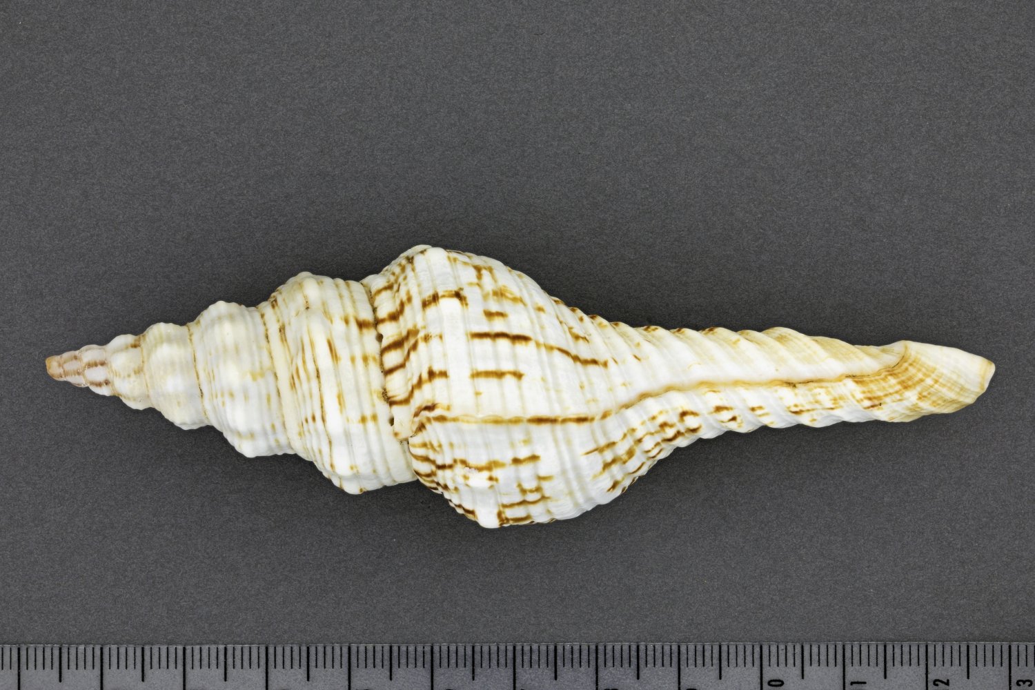UMB_0001745 | Marmorofuscus nicobaricus, Nicobaren-Spindel | Schale (Gehäuse) (Übersee-Museum Bremen CC BY-SA)