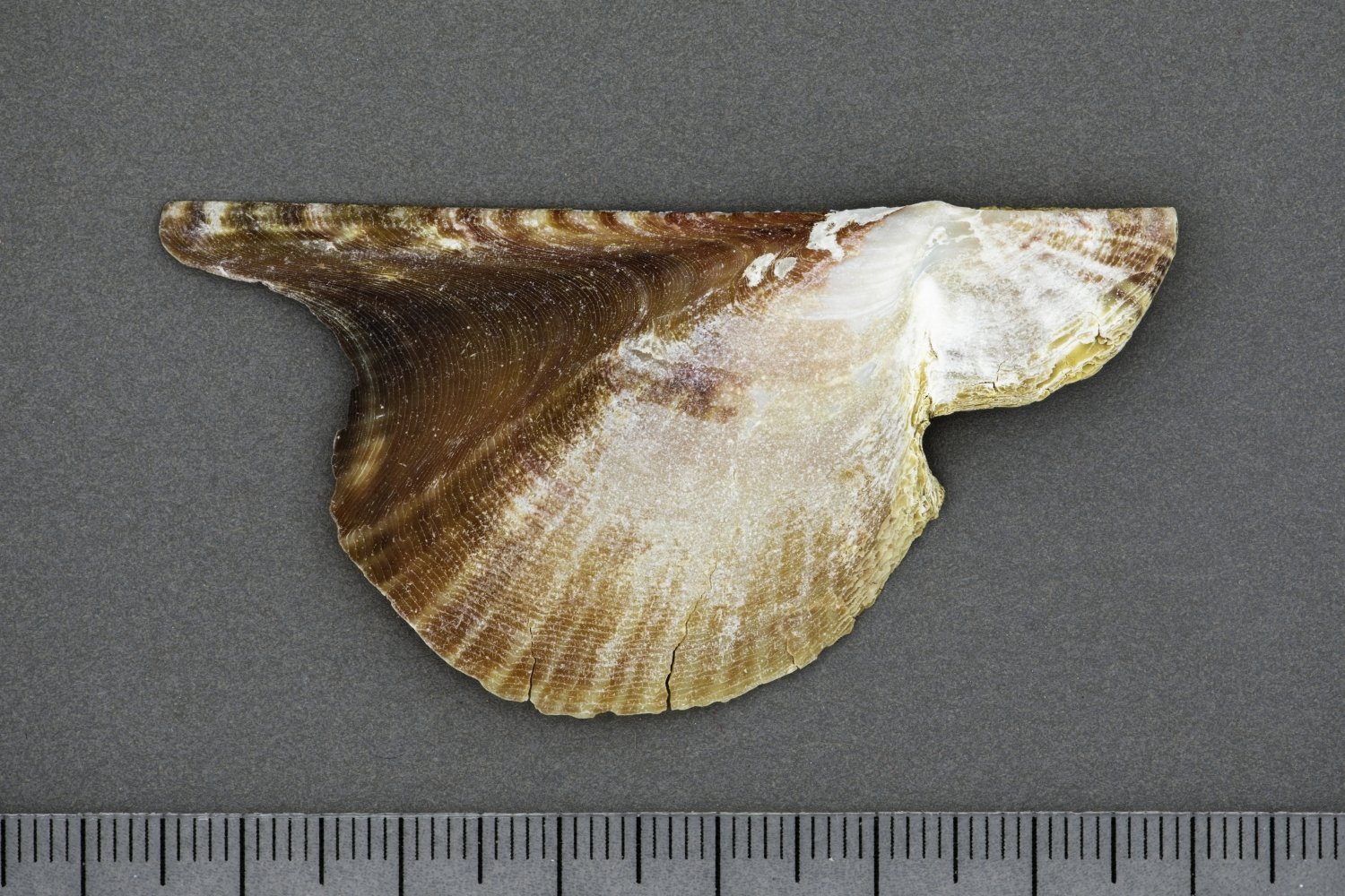 UMB_0001713 | Pteria colymbus, Atlantik-Flügelmuschel | Schale (rechte Klappe) (Übersee-Museum Bremen CC BY-SA)