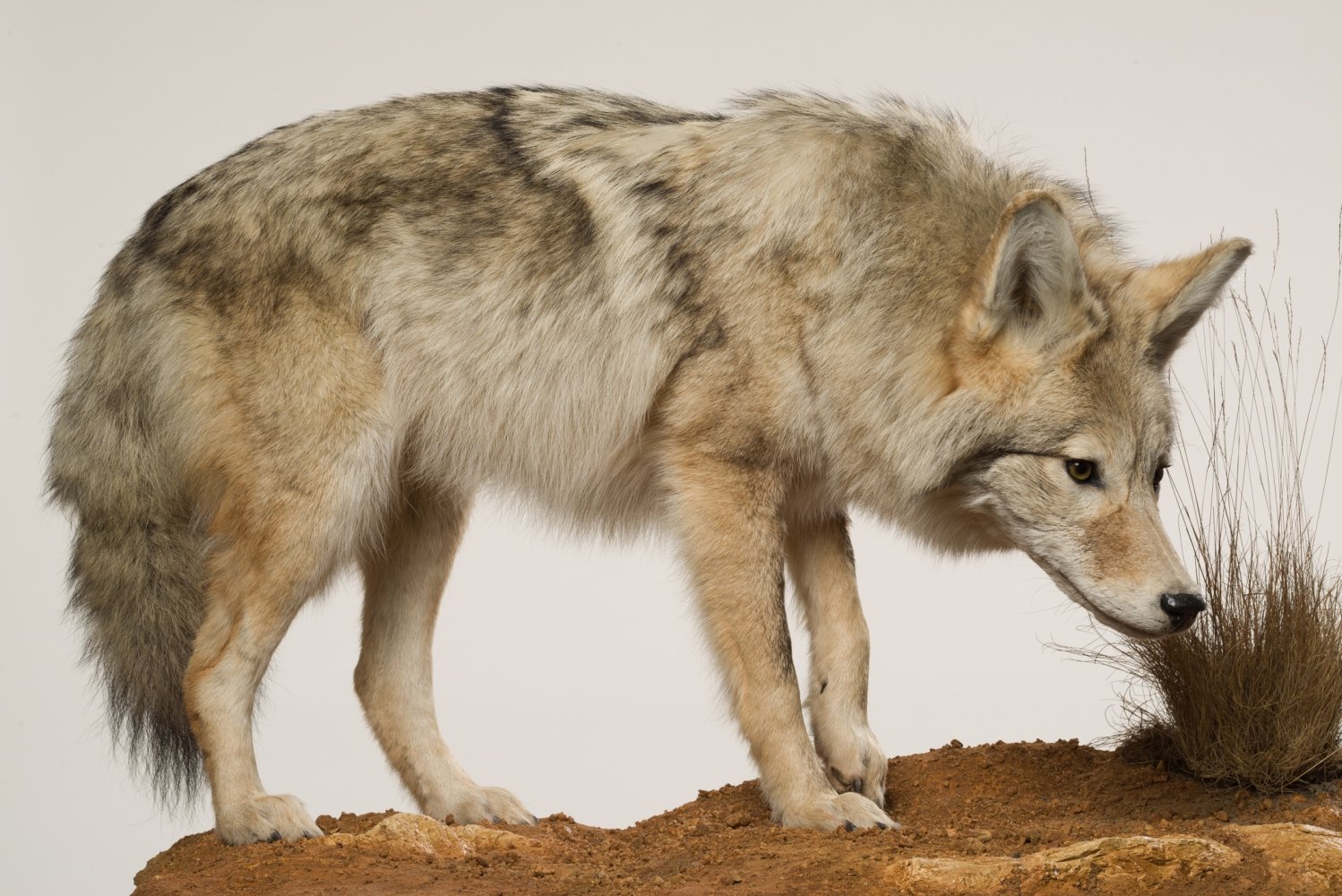 UMB_0002006 | Canis latrans, Koyote | Fell (Übersee-Museum Bremen CC BY-SA)