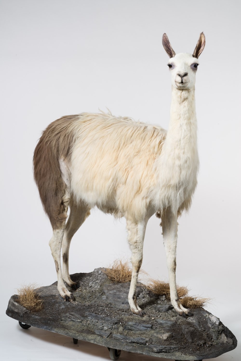 UMB_0002012 | Lama guanicoe, Lama | Fell (Übersee-Museum Bremen CC BY-SA)