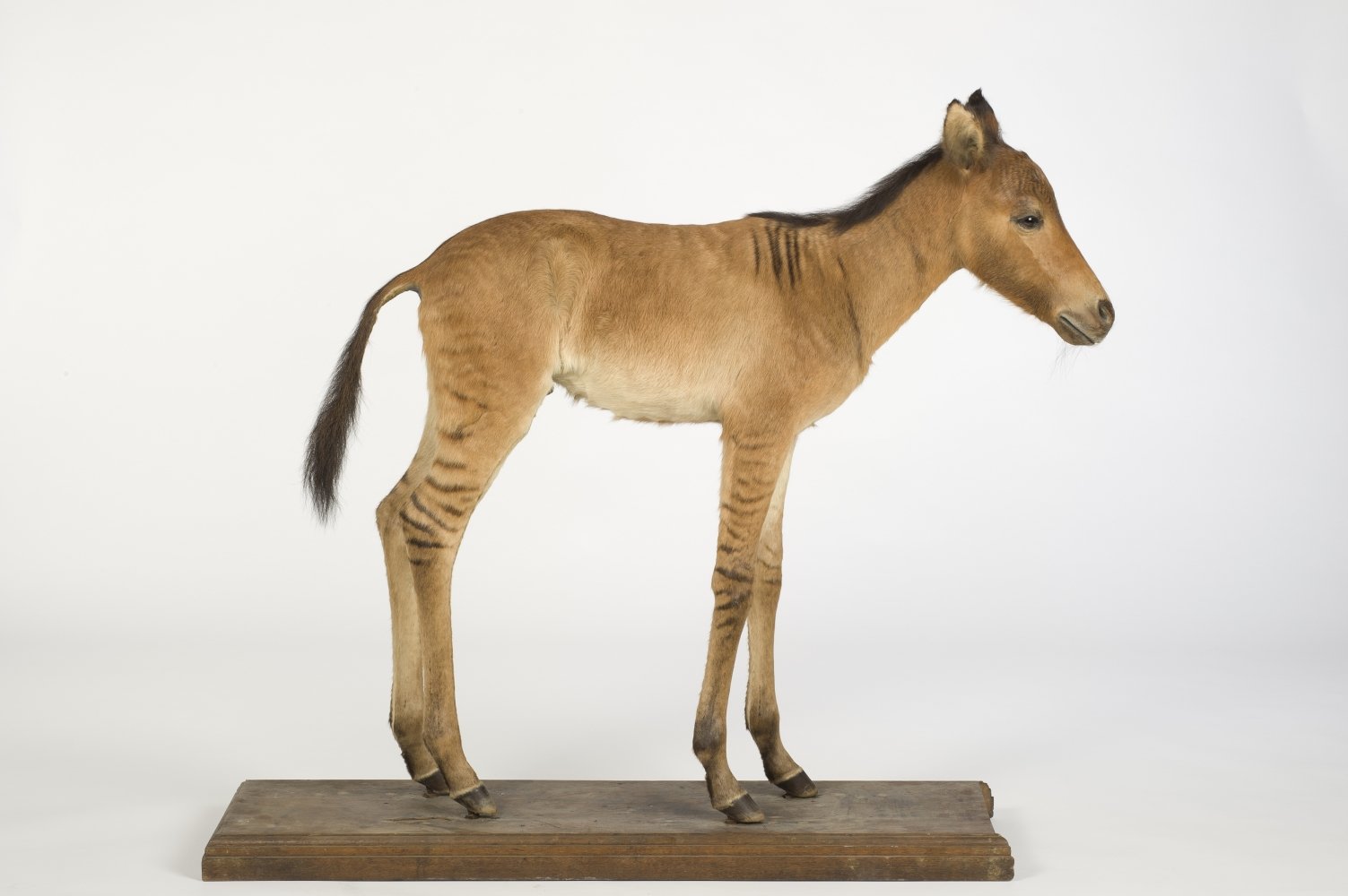 UMB_0002013 | Equus chapmani x caballus, Zebroid | Fell (Übersee-Museum Bremen CC BY-SA)