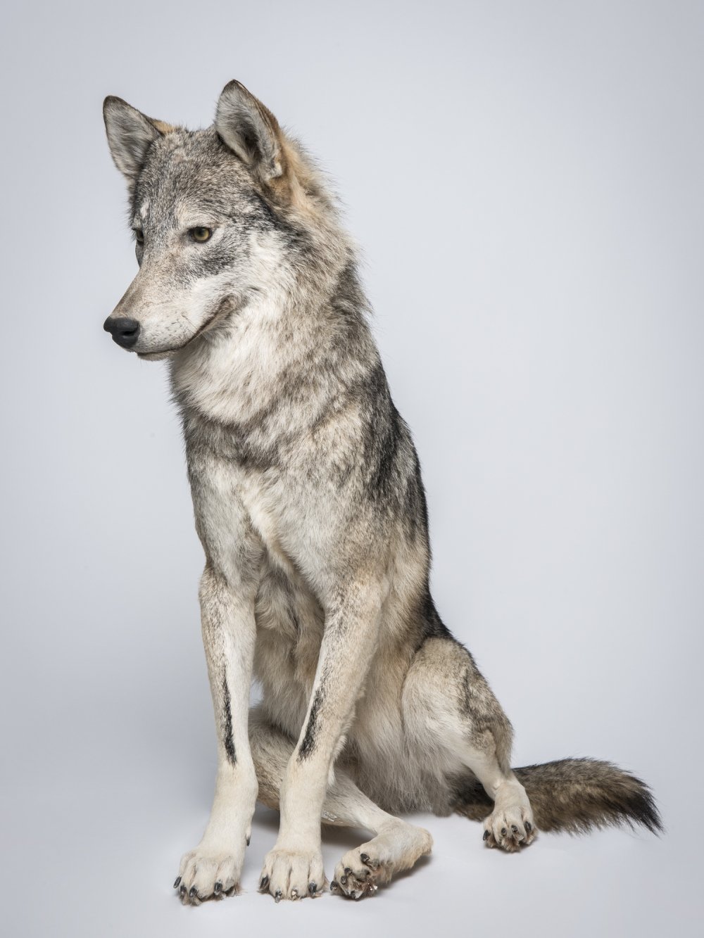 UMB_0002019 | Canis lupus, Wolf | Fell (Übersee-Museum Bremen CC BY-SA)