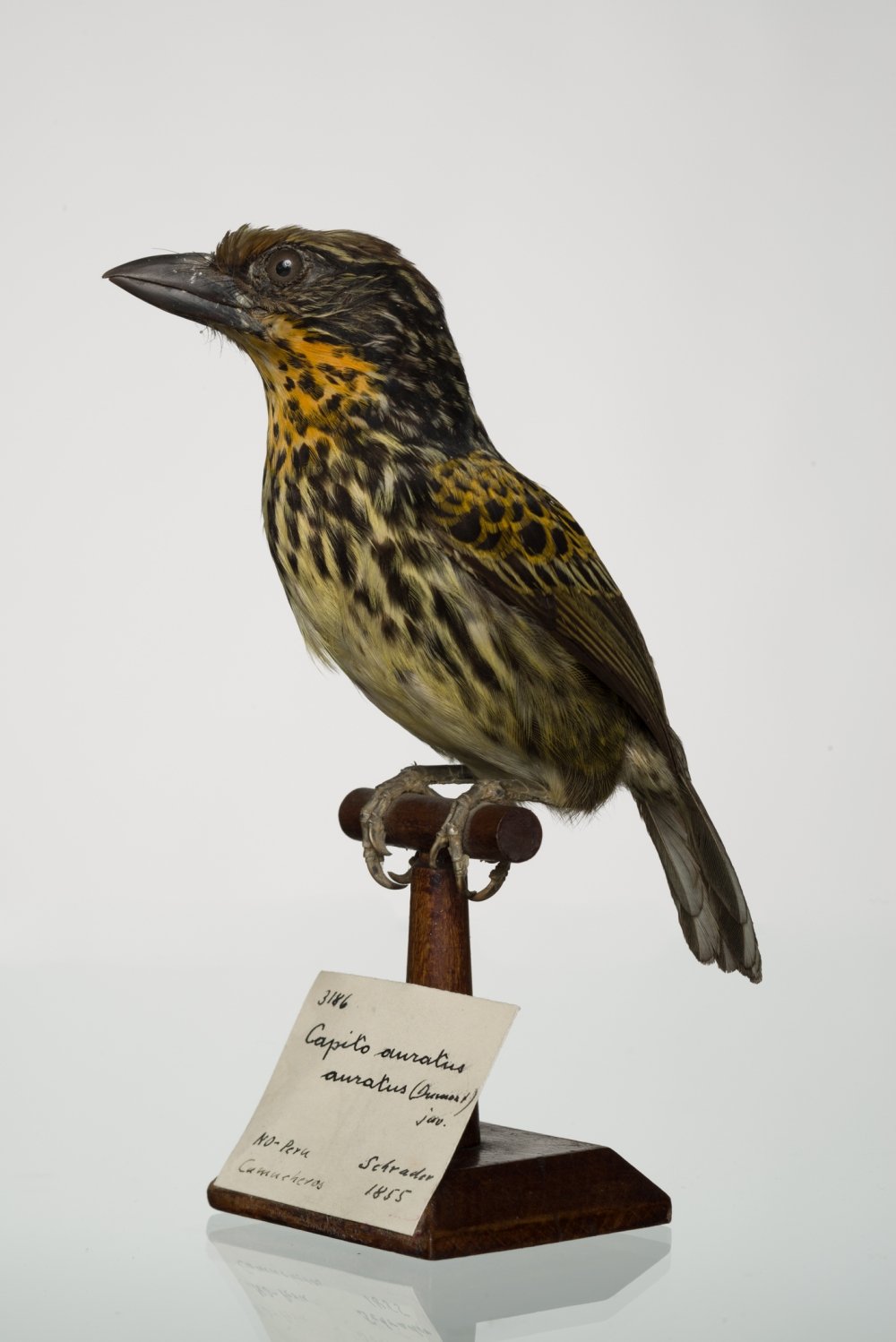 UMB_0002027 | Capito niger auratus, Tupfenbartvogel | Balg (Übersee-Museum Bremen CC BY-SA)