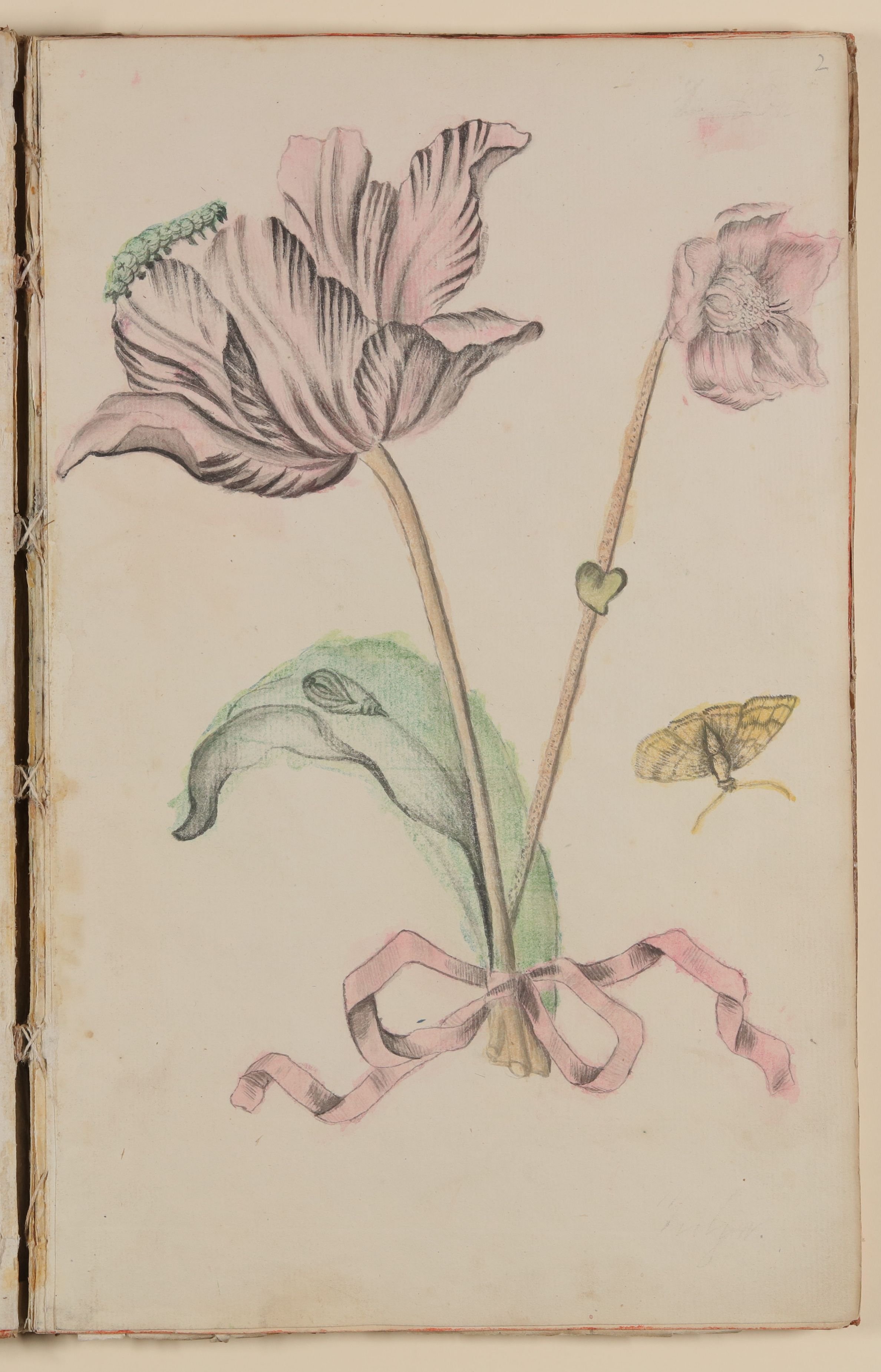Tulpe [aus einem Skizzenbuch der Marianne Franziska Seiffert von Klettenberg] (Freies Deutsches Hochstift CC BY-NC-SA)