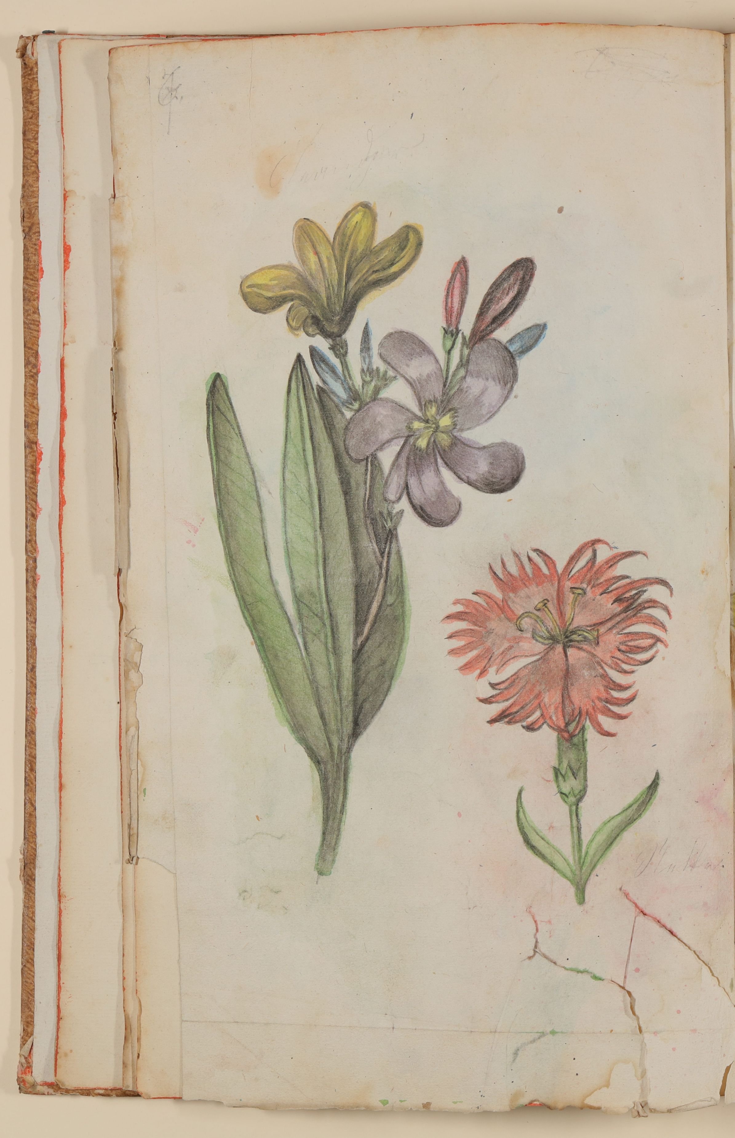 Oleander und Nelke [aus einem Skizzenbuch der Marianne Franziska Seiffert von Klettenberg] (Freies Deutsches Hochstift CC BY-NC-SA)