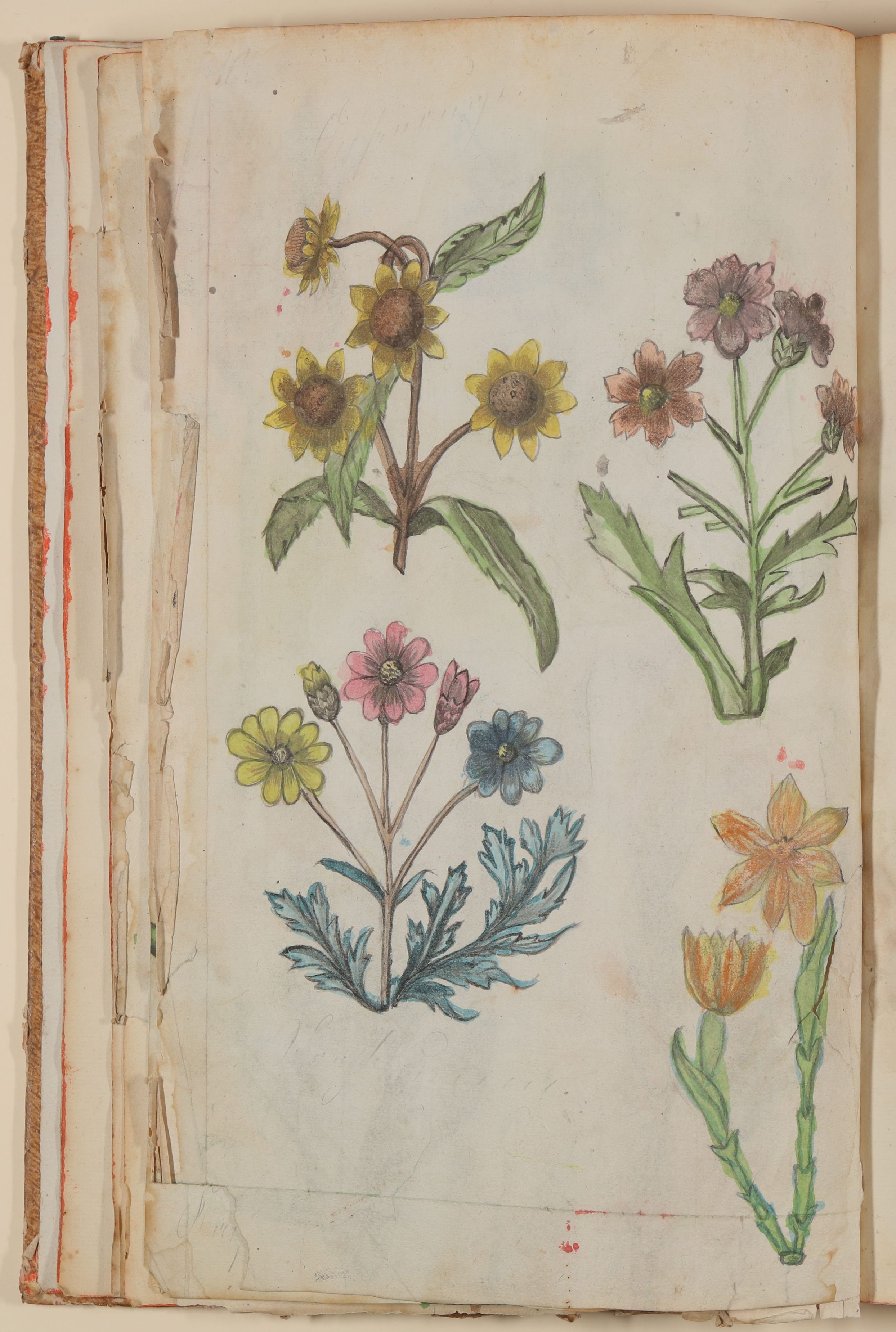 Verschiedene Blumen, unter anderem Primeln [aus einem Skizzenbuch der Marianne Franziska Seiffert von Klettenberg] (Freies Deutsches Hochstift CC BY-NC-SA)