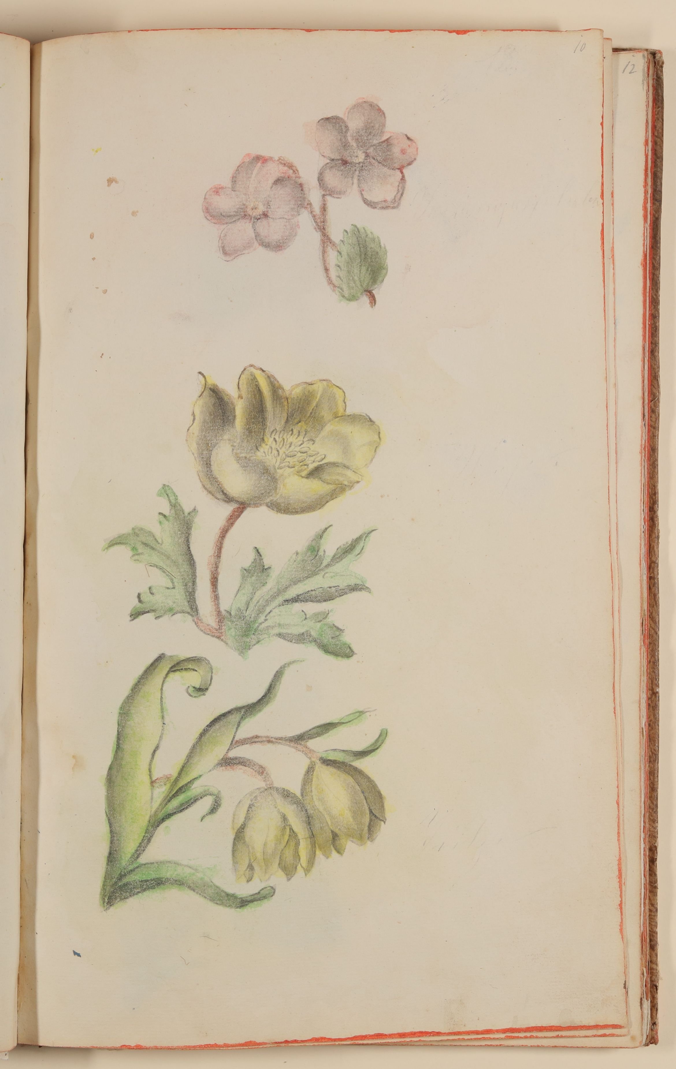 Verschiedene Blumen, darunter Anemone und Tulpe [aus einem Skizzenbuch der Marianne Franziska Seiffert von Klettenberg] (Freies Deutsches Hochstift CC BY-NC-SA)