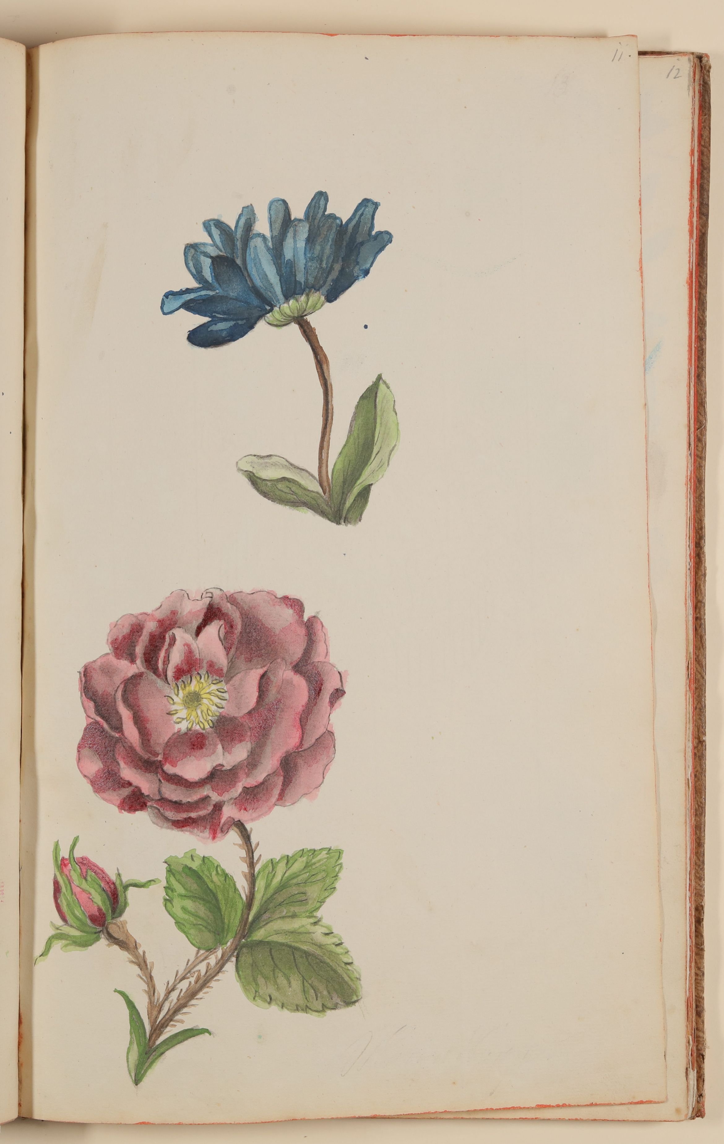 Blaue Blume und Rose [aus einem Skizzenbuch der Marianne Franziska Seiffert von Klettenberg] (Freies Deutsches Hochstift CC BY-NC-SA)