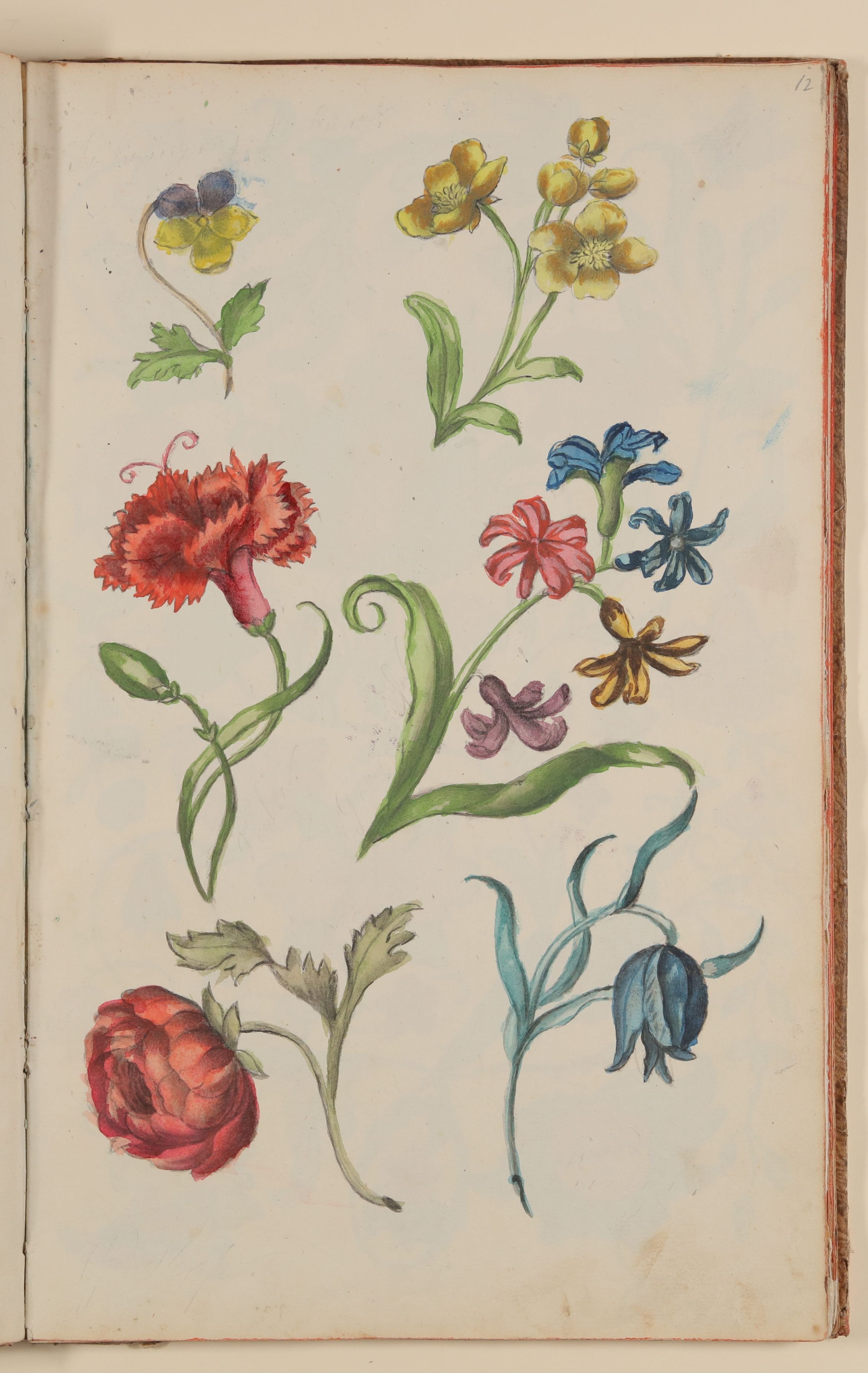 Diverse Blumen [aus einem Skizzenbuch der Marianne Franziska Seiffert von Klettenberg] (Freies Deutsches Hochstift CC BY-NC-SA)