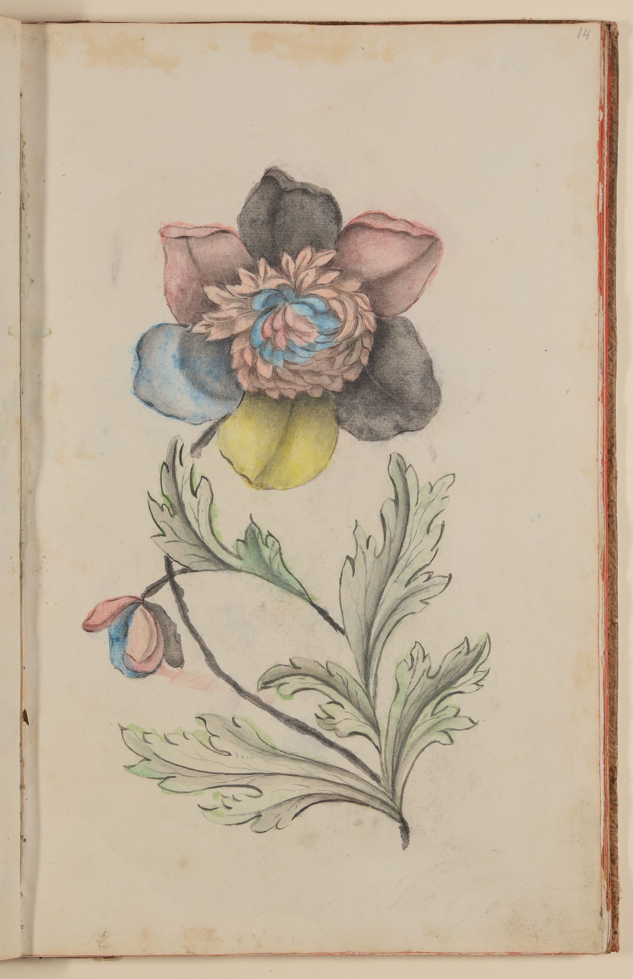 Vielfarbige Blume [aus einem Skizzenbuch der Marianne Franziska Seiffert von Klettenberg] (Freies Deutsches Hochstift CC BY-NC-SA)