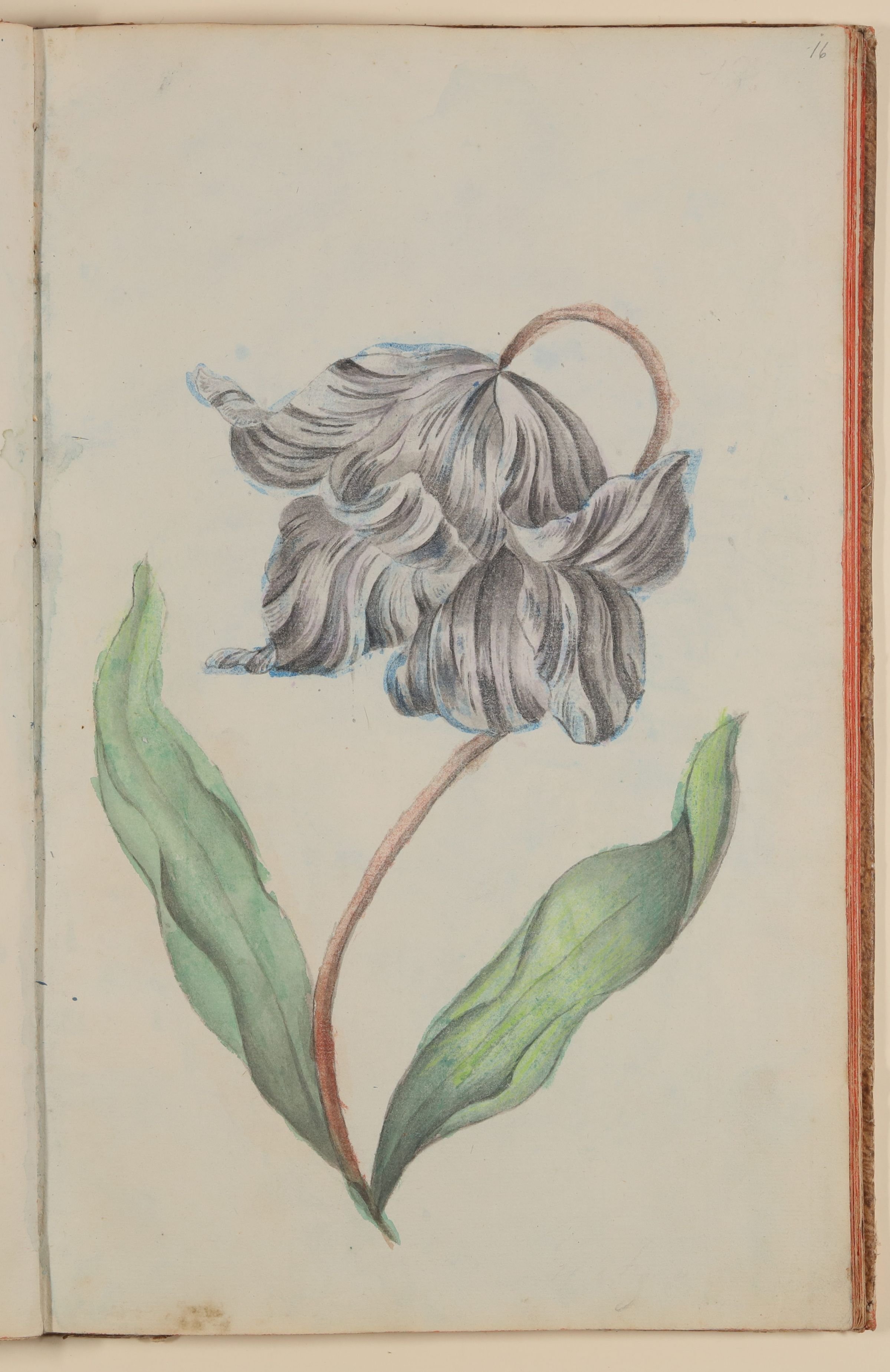 Tulpe [aus einem Skizzenbuch der Marianne Franziska Seiffert von Klettenberg] (Freies Deutsches Hochstift CC BY-NC-SA)