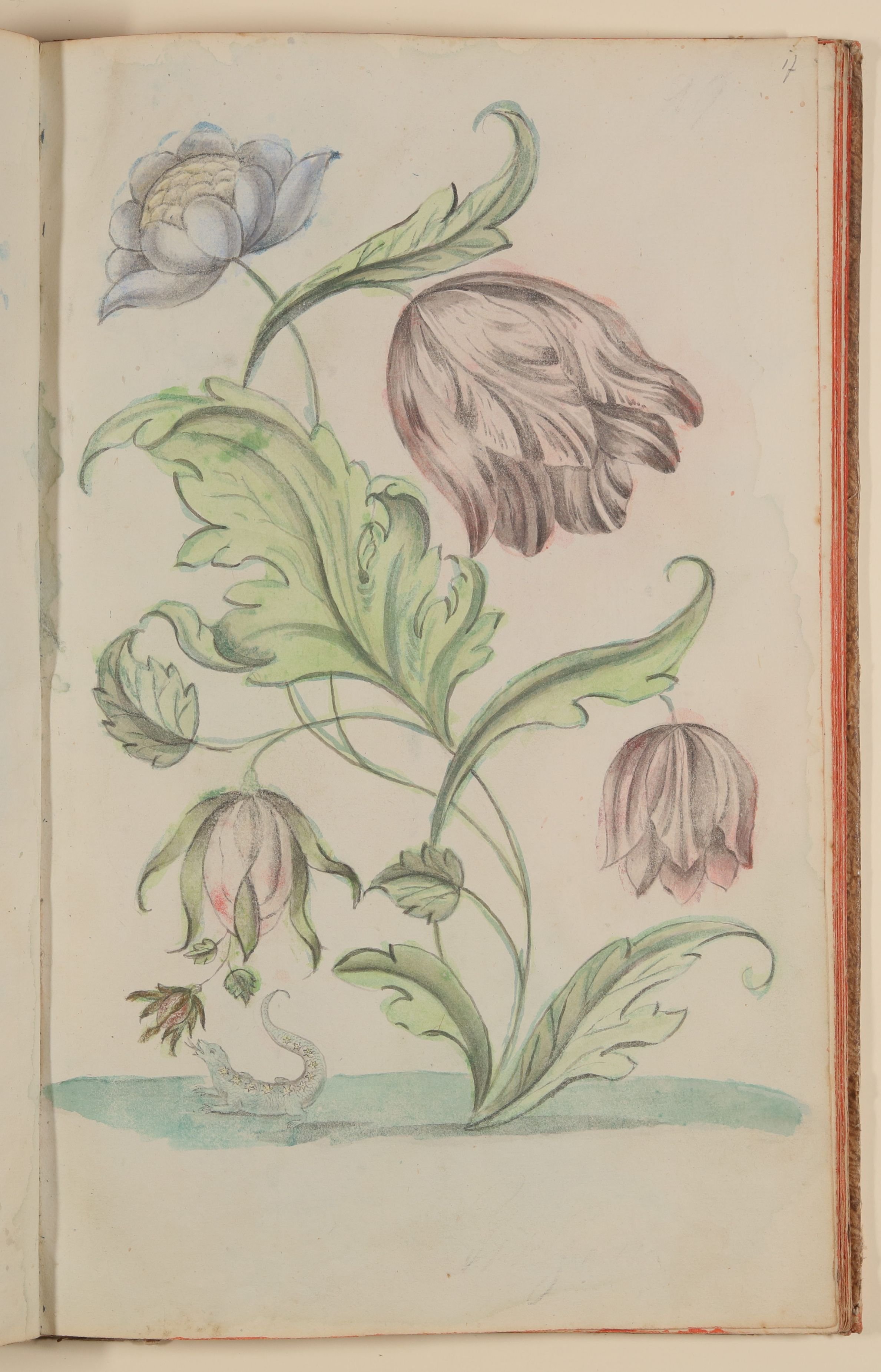 Tulpe und kleine Eidechse [aus einem Skizzenbuch der Marianne Franziska Seiffert von Klettenberg] (Freies Deutsches Hochstift CC BY-NC-SA)