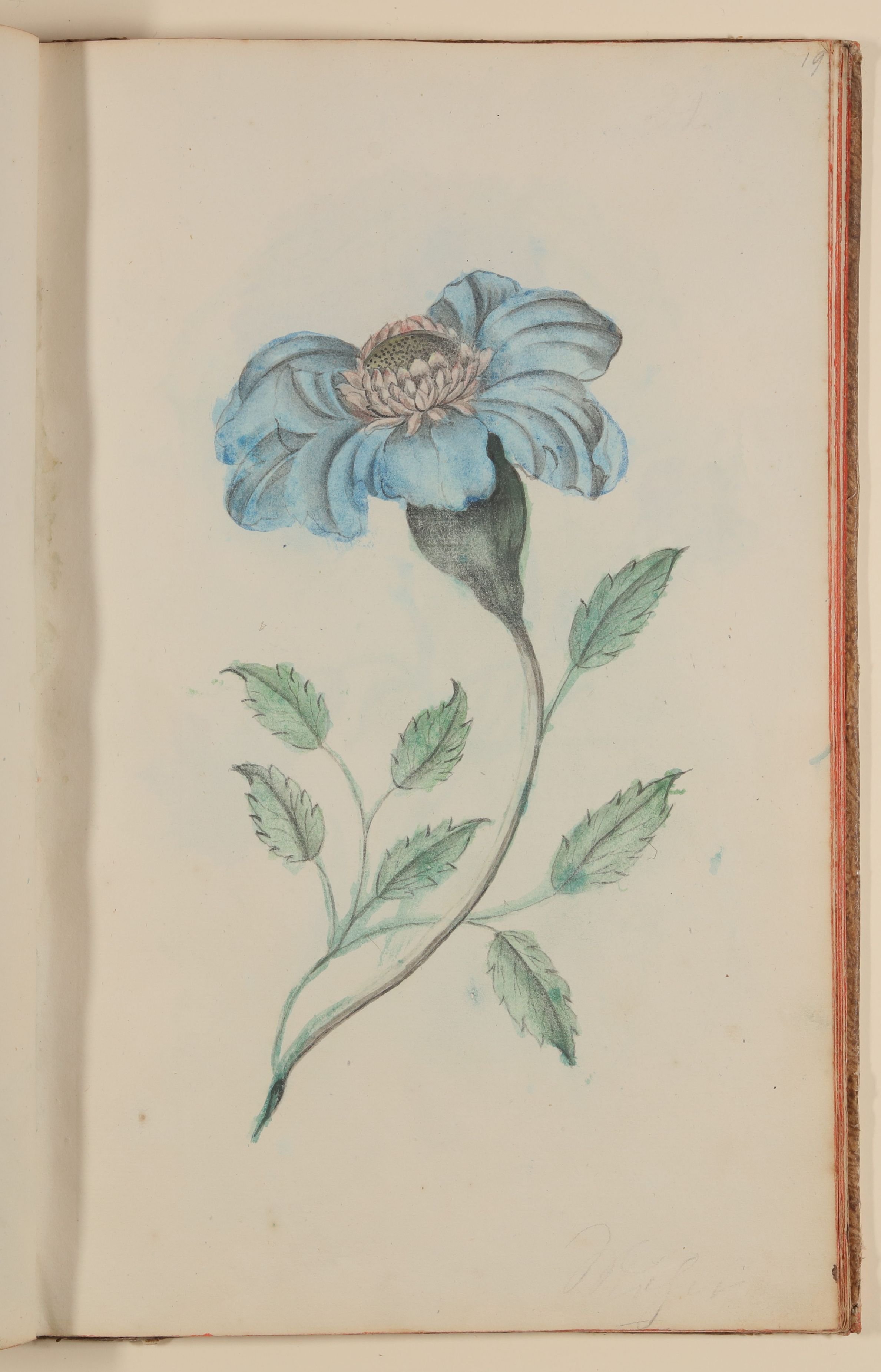 Blaue Mohnblume [aus einem Skizzenbuch der Marianne Franziska Seiffert von Klettenberg] (Freies Deutsches Hochstift CC BY-NC-SA)