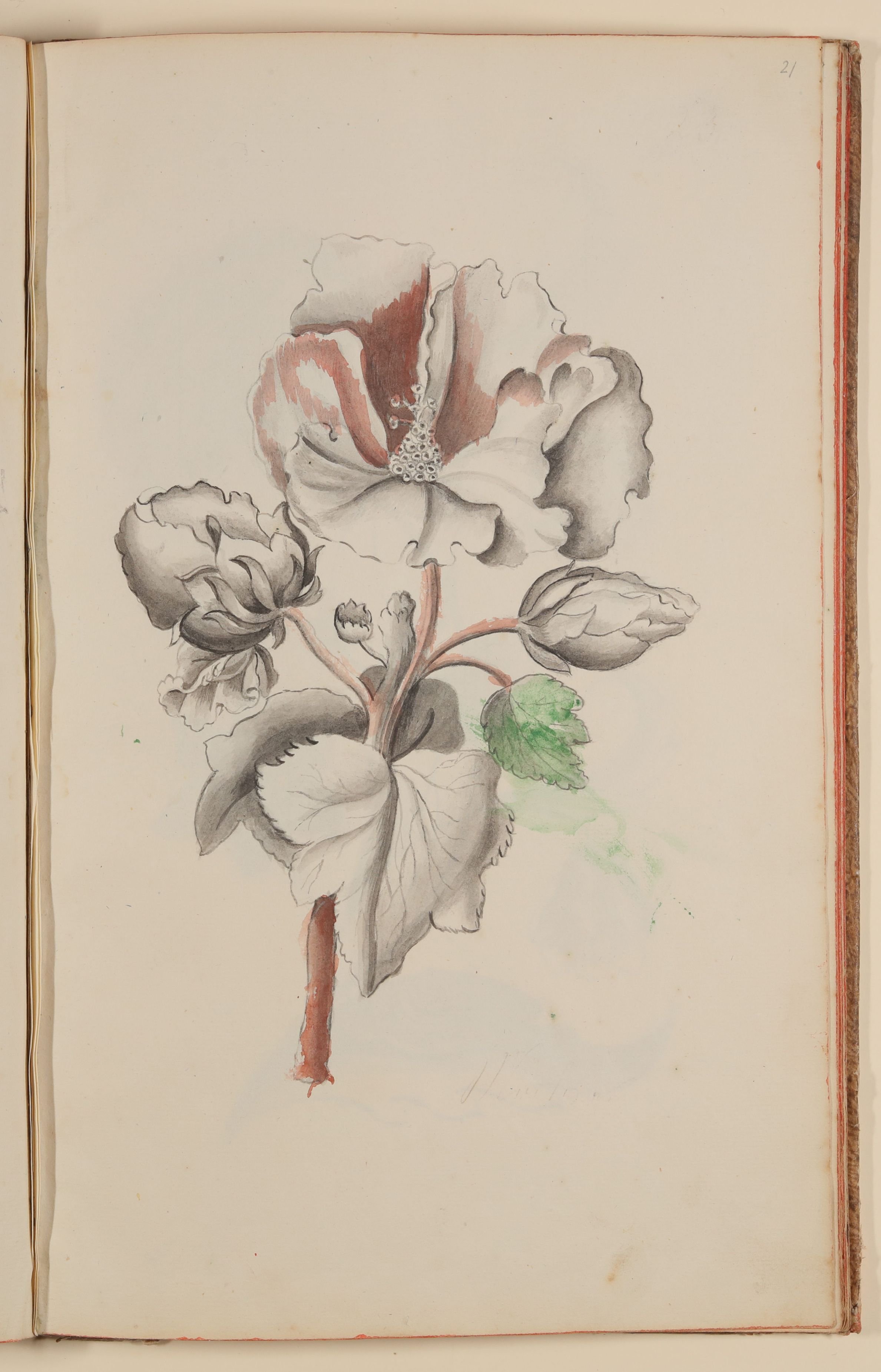 Weiße Blume [aus einem Skizzenbuch der Marianne Franziska Seiffert von Klettenberg] (Freies Deutsches Hochstift CC BY-NC-SA)