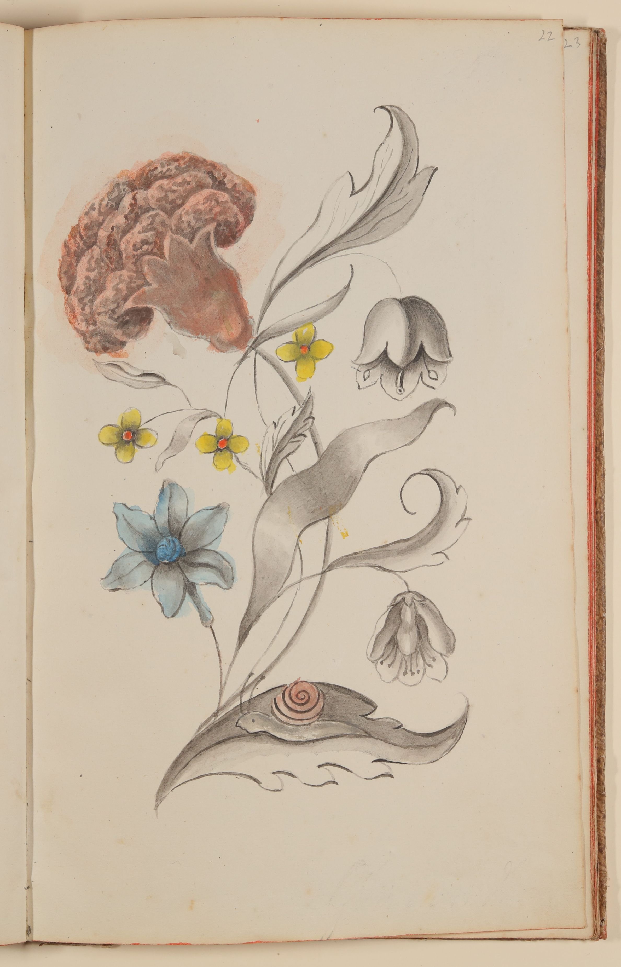 Blumenstrauß mit Nelke und Schnecke [aus einem Skizzenbuch der Marianne Franziska Seiffert von Klettenberg] (Freies Deutsches Hochstift CC BY-NC-SA)