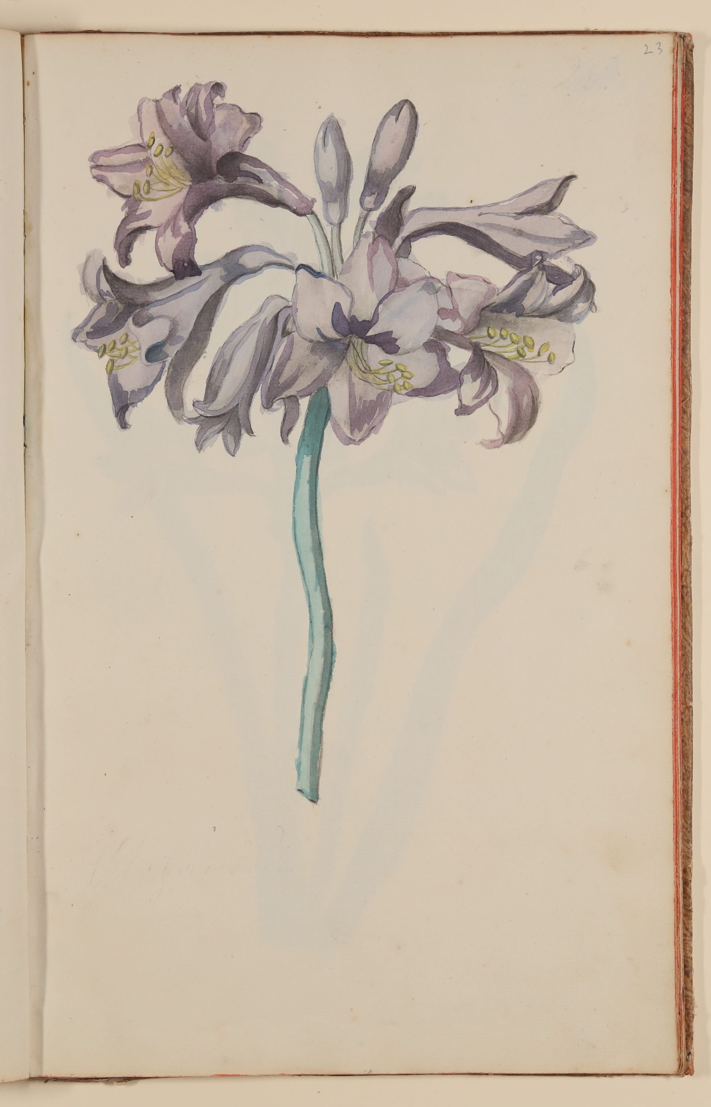 Violette Blume [aus einem Skizzenbuch der Marianne Franziska Seiffert von Klettenberg] (Freies Deutsches Hochstift CC BY-NC-SA)
