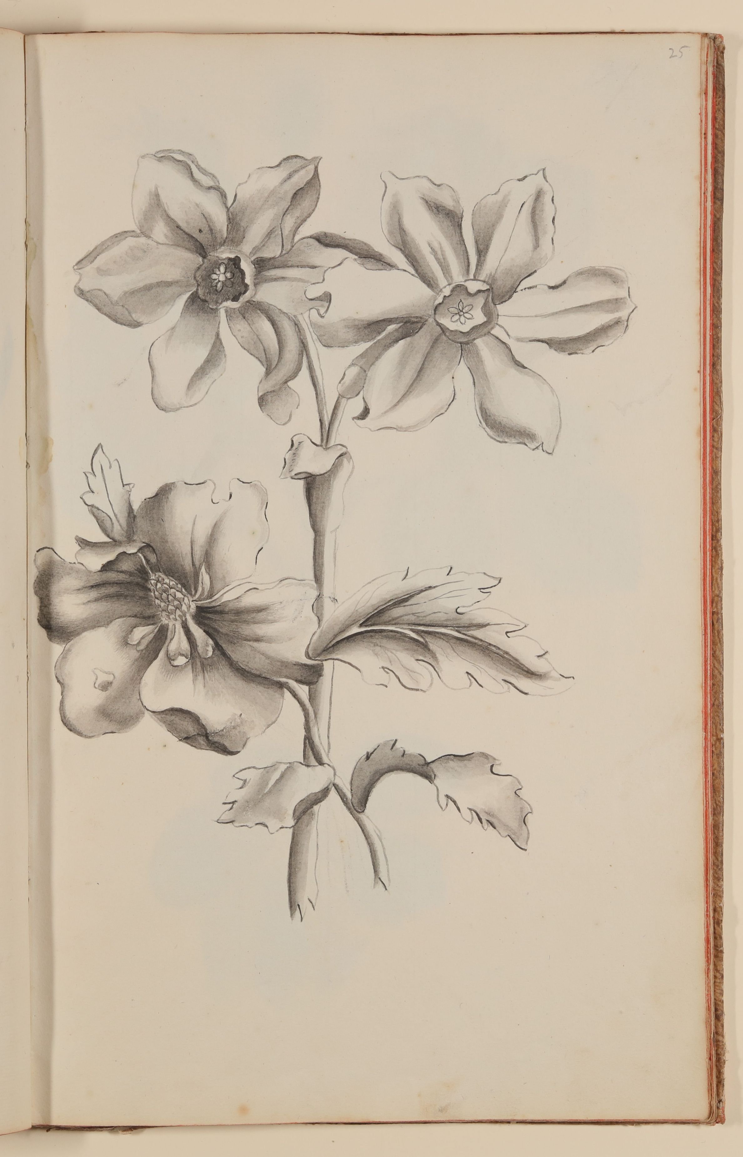 Zwei graue Blumen [aus einem Skizzenbuch der Marianne Franziska Seiffert von Klettenberg] (Freies Deutsches Hochstift CC BY-NC-SA)
