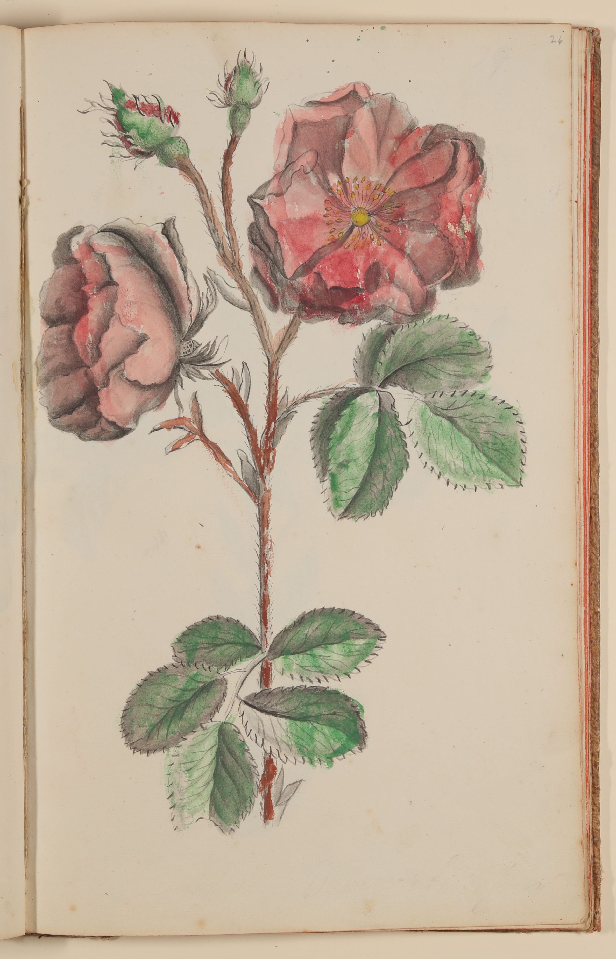Rose [aus einem Skizzenbuch der Marianne Franziska Seiffert von Klettenberg] (Freies Deutsches Hochstift CC BY-NC-SA)