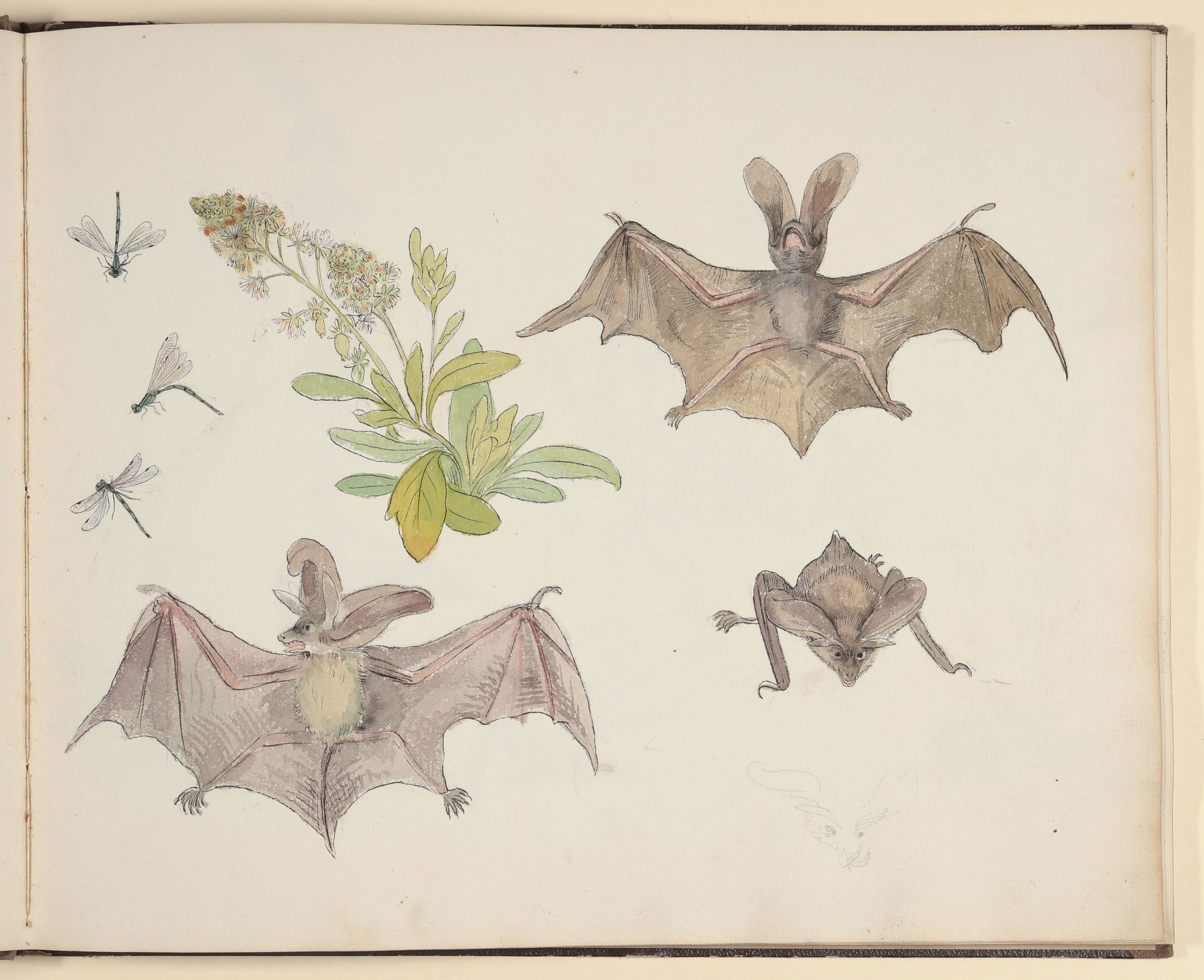 Fledermäuse, daneben eine Pflanze und Libellen [aus einem Skizzenbuch vornehmlich mit Tier- und Pflanzenstudien] ((c) Freies Deutsches Hochstift / Frankfurter Goethe-Museum CC BY-NC-SA)