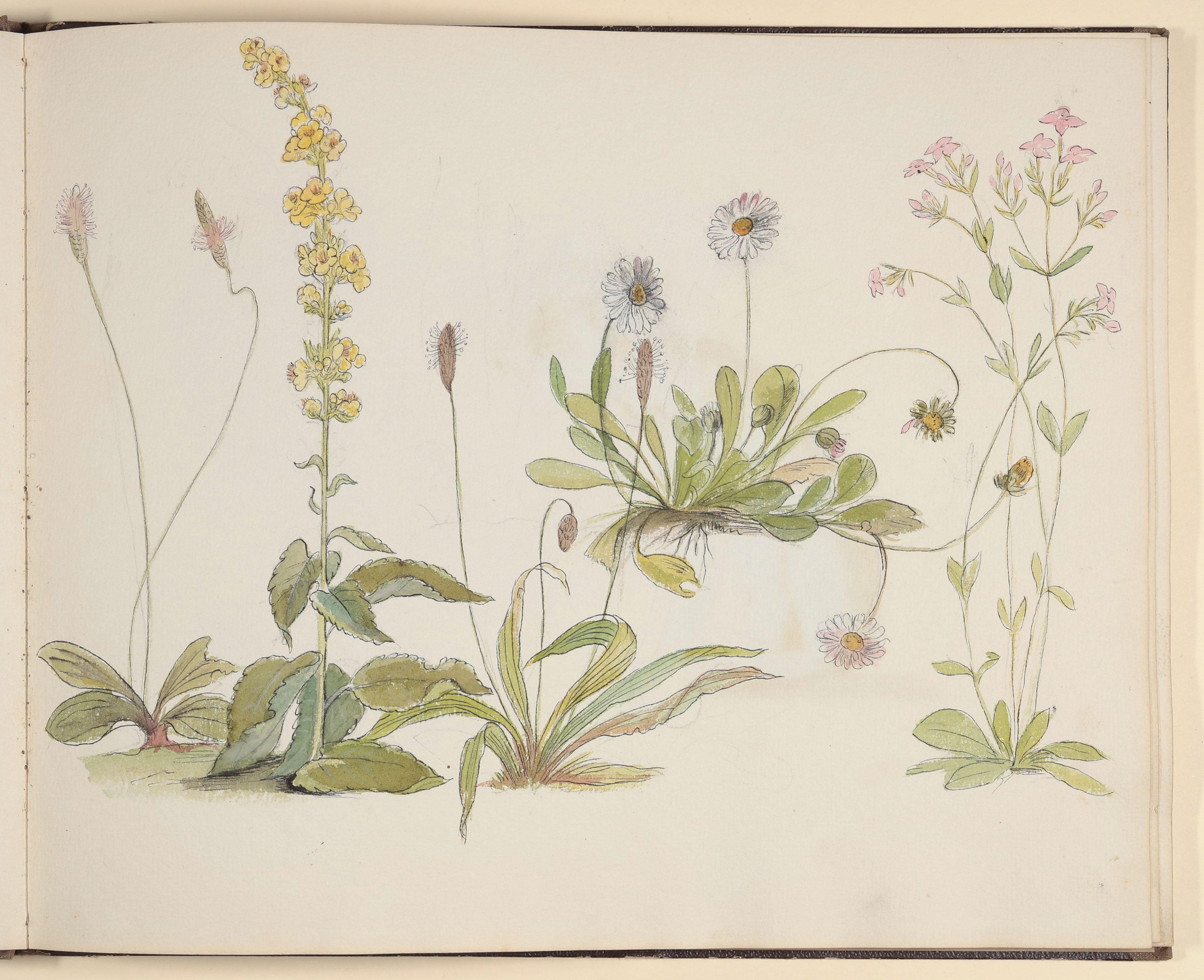 Wiesenblumen [aus einem Skizzenbuch vornehmlich mit Tier- und Pflanzenstudien] ((c) Freies Deutsches Hochstift / Frankfurter Goethe-Museum CC BY-NC-SA)