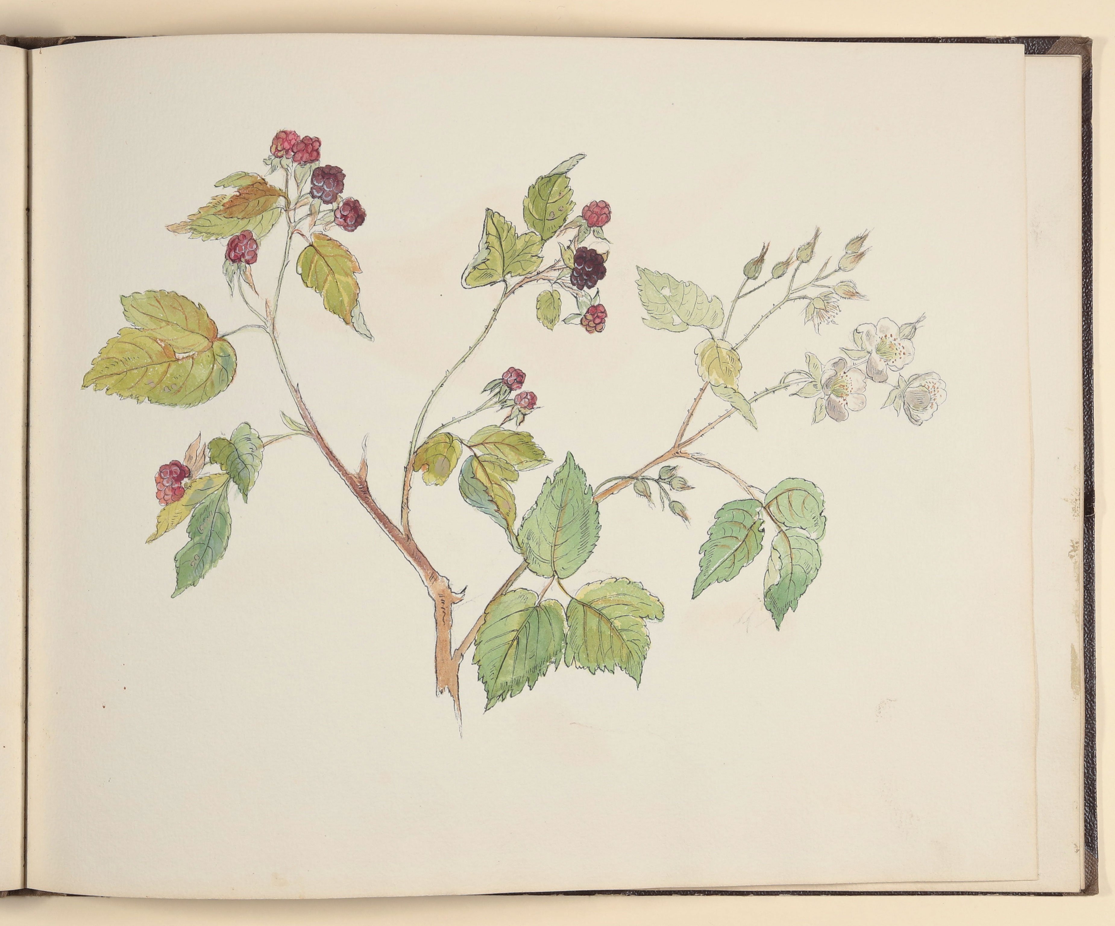 Brombeerranke mit Blüten und Früchten [aus einem Skizzenbuch vornehmlich mit Tier- und Pflanzenstudien] ((c) Freies Deutsches Hochstift / Frankfurter Goethe-Museum CC BY-NC-SA)