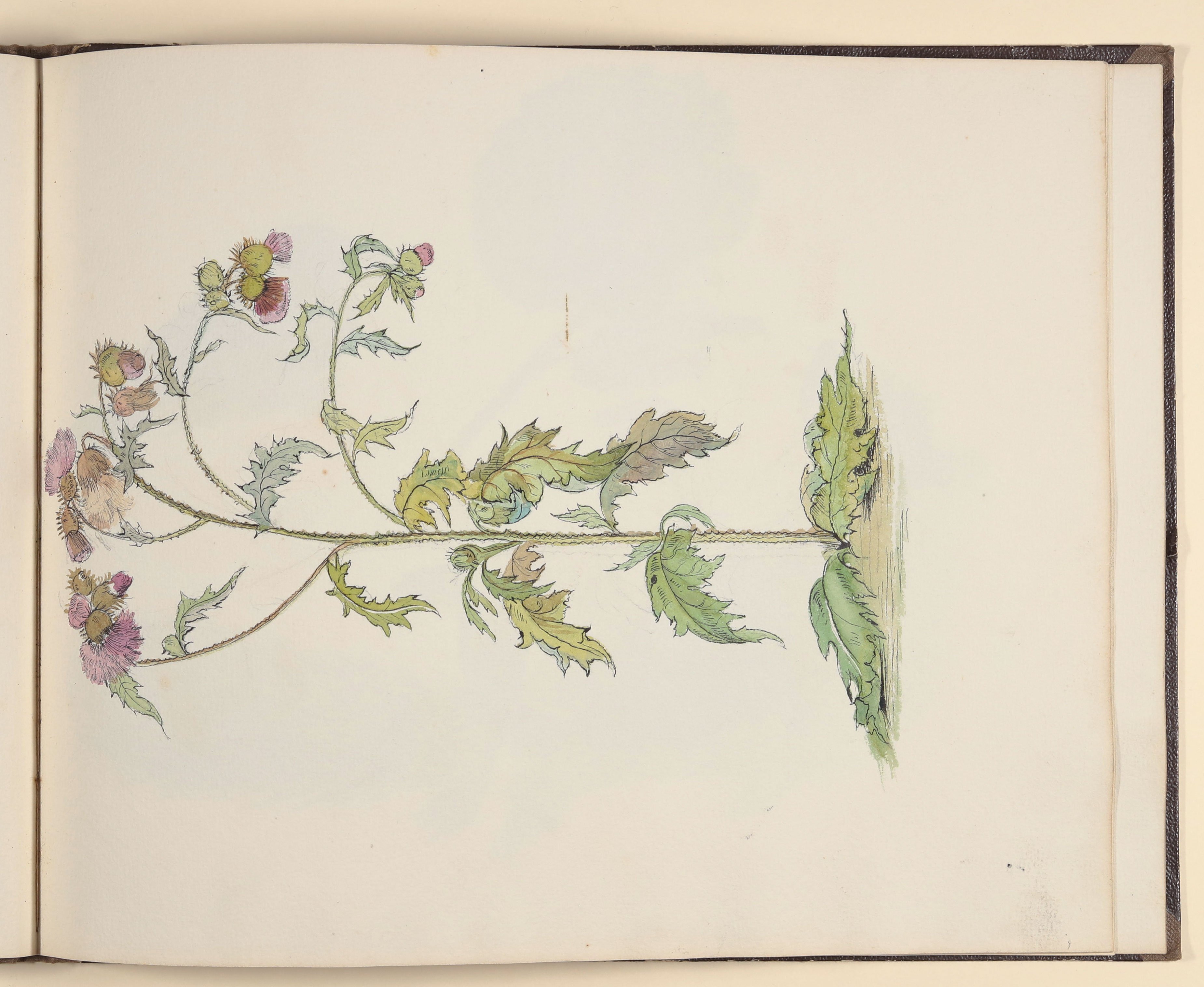 Distel [aus einem Skizzenbuch vornehmlich mit Tier- und Pflanzenstudien] ((c) Freies Deutsches Hochstift / Frankfurter Goethe-Museum CC BY-NC-SA)