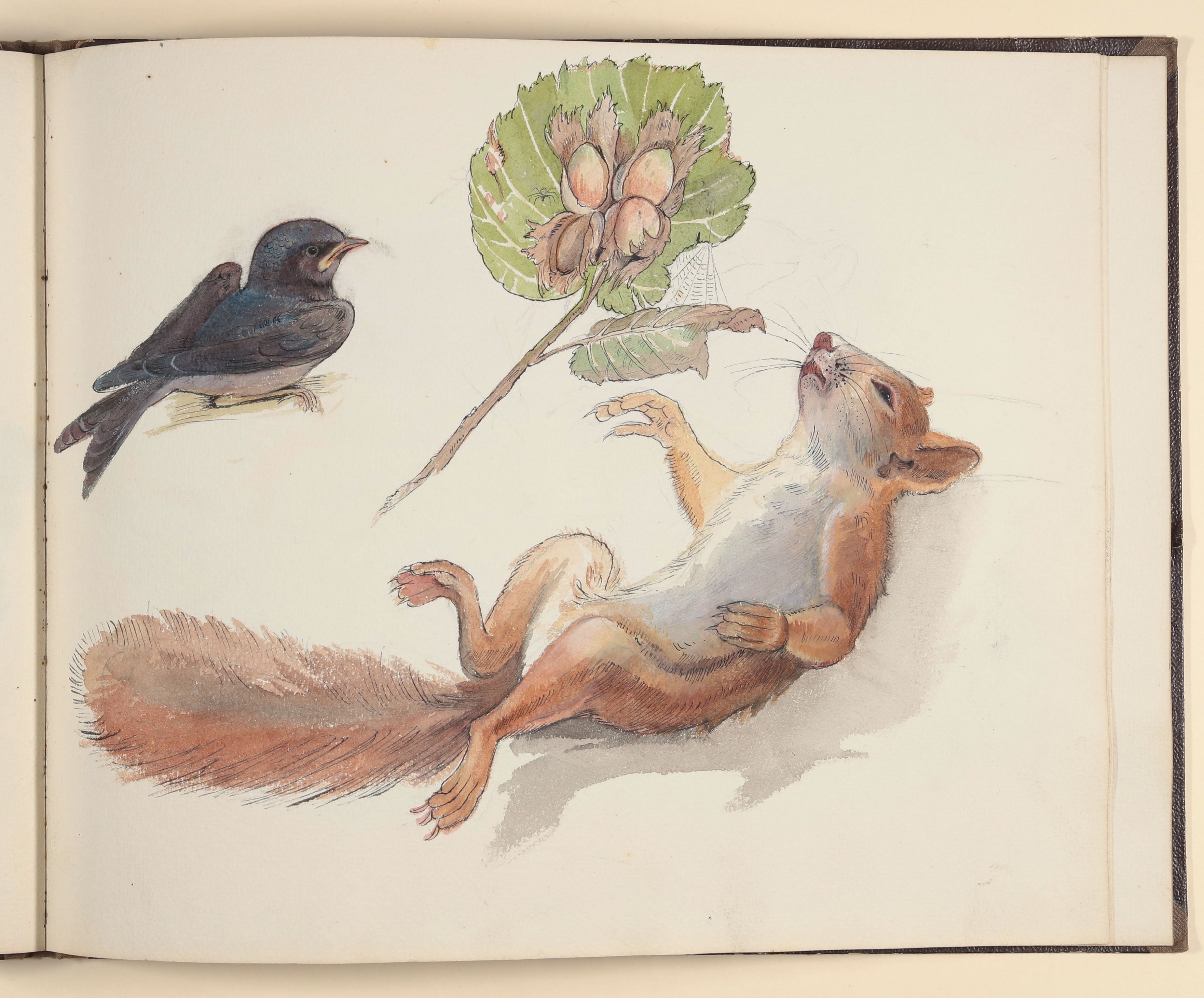 Schwalbe, Haselzweig und Eichhörnchen [aus einem Skizzenbuch vornehmlich mit Tier- und Pflanzenstudien] ((c) Freies Deutsches Hochstift / Frankfurter Goethe-Museum CC BY-NC-SA)