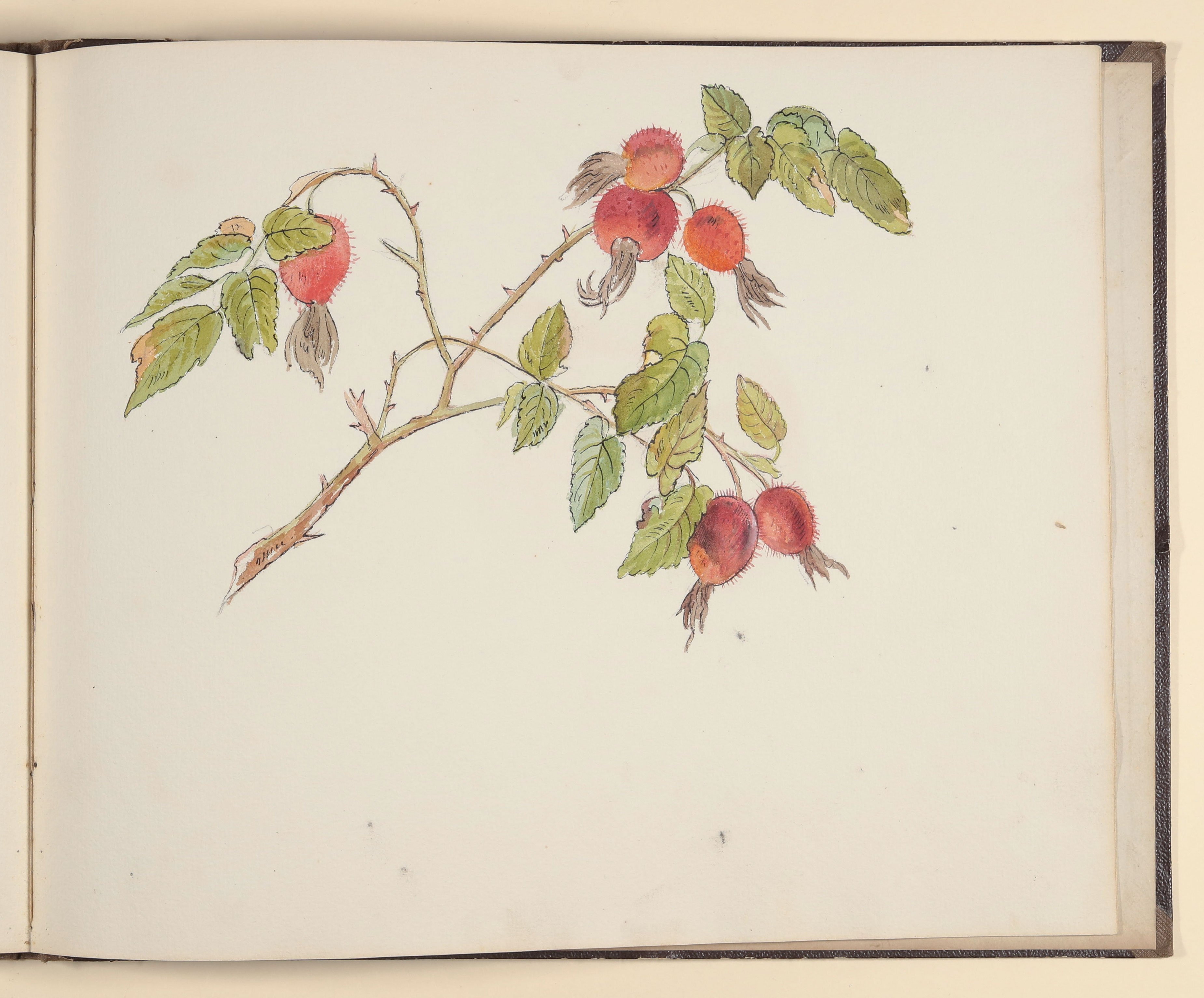 Hagebuttenzweig mit Früchten [aus einem Skizzenbuch vornehmlich mit Tier- und Pflanzenstudien] ((c) Freies Deutsches Hochstift / Frankfurter Goethe-Museum CC BY-NC-SA)