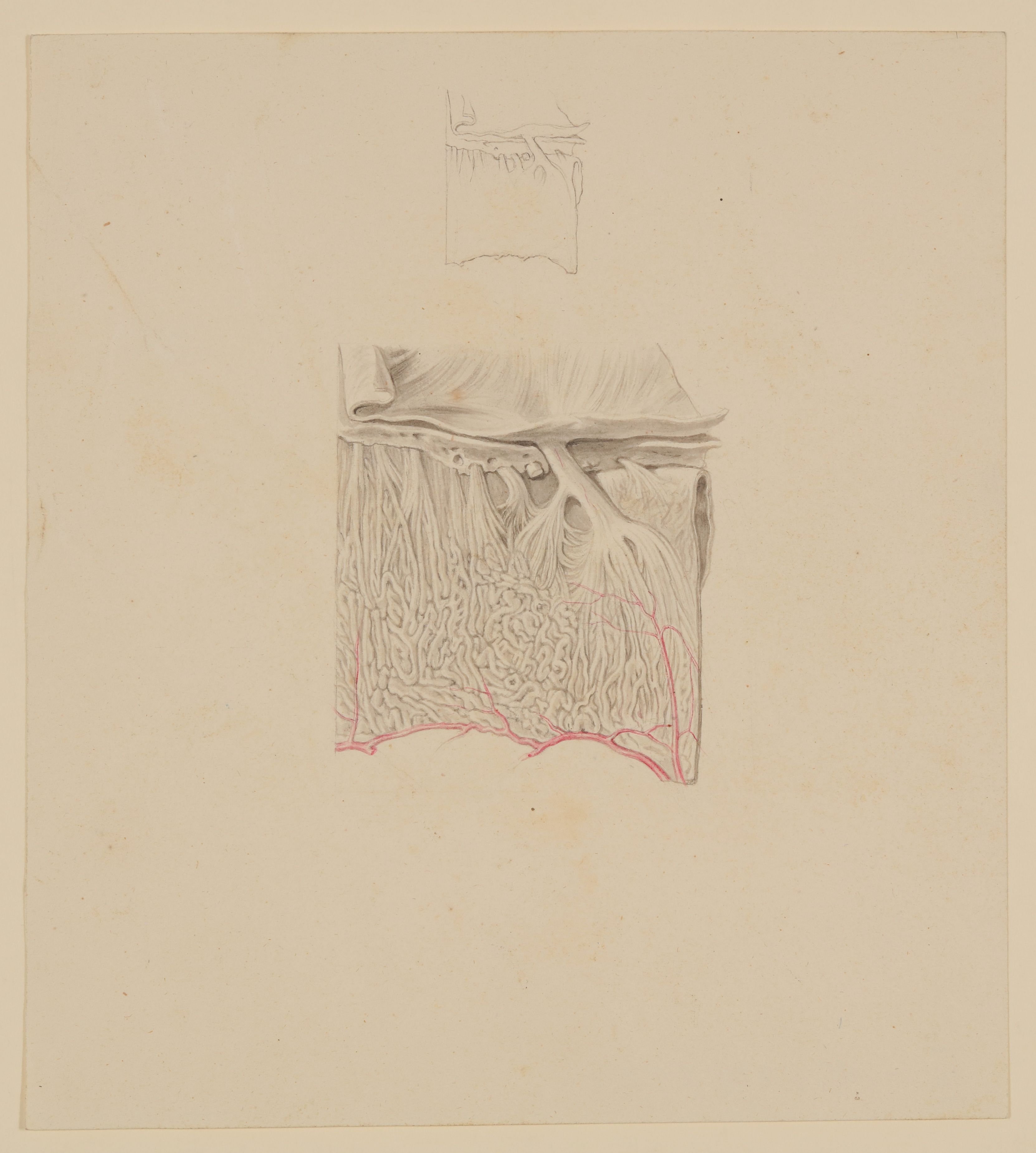 Stück einer an der Nasenscheidewand befindlichen Riechschleimhaut in neunfacher Vergrößerung [Vorzeichnung zu Samuel Thomas Soemmering, Abbildungen der men (Freies Deutsches Hochstift CC BY-NC-SA)