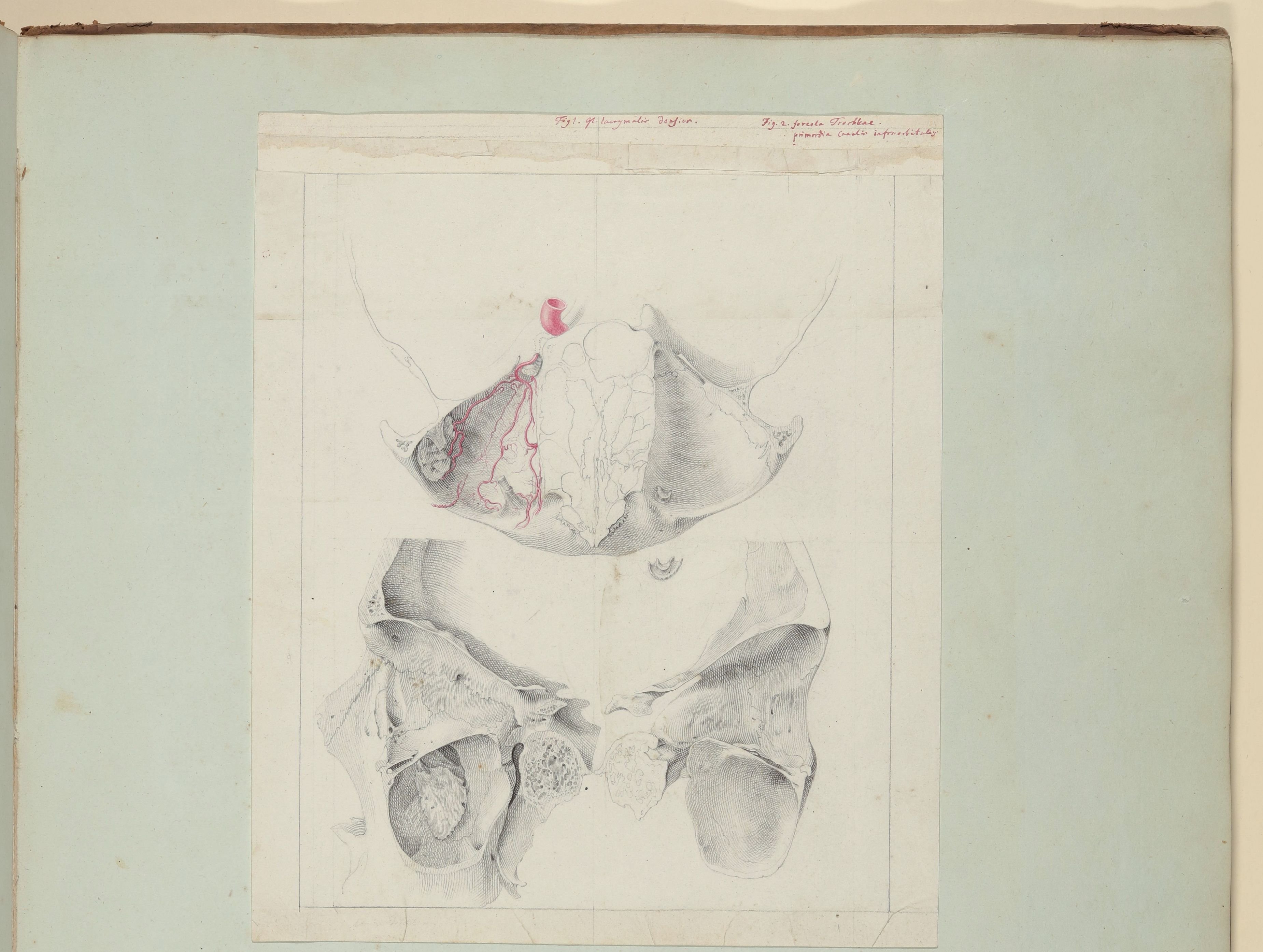 Horizontal durchschnittener Schädel mit zwei verschiedene Ansichten der linken Augenhöhle [Vorzeichnung zu Samuel Thomas Soemmering, Abbildungen des mensch (Freies Deutsches Hochstift CC BY-NC-SA)