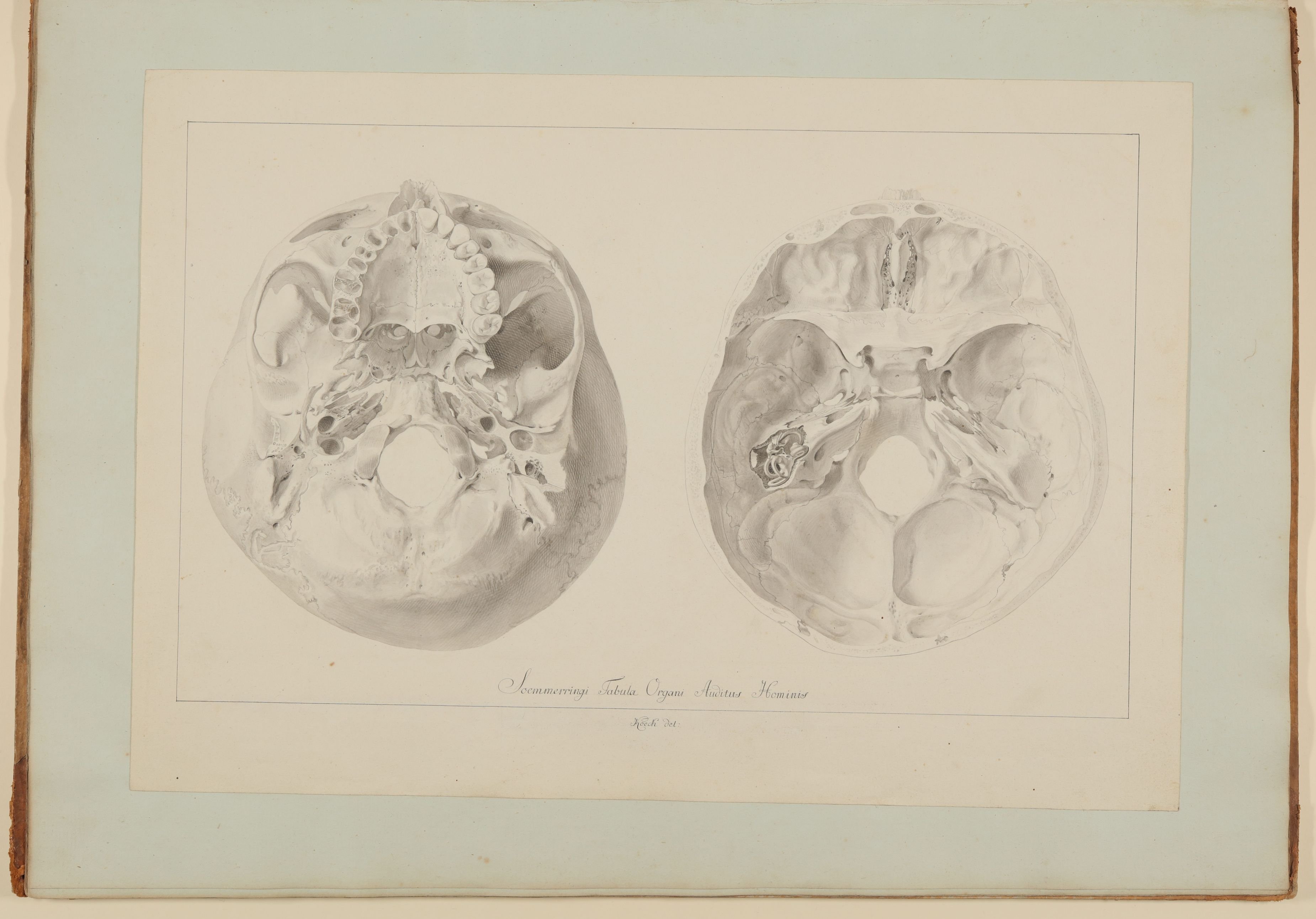 Das Hörorgan und seine Lage im menschlichen Kopf am Beispiel eines weiblichen Schädels [Nicht verwendete Vorzeichnung zu Samuel Thomas Soemmering, Abbildun (Freies Deutsches Hochstift CC BY-NC-SA)