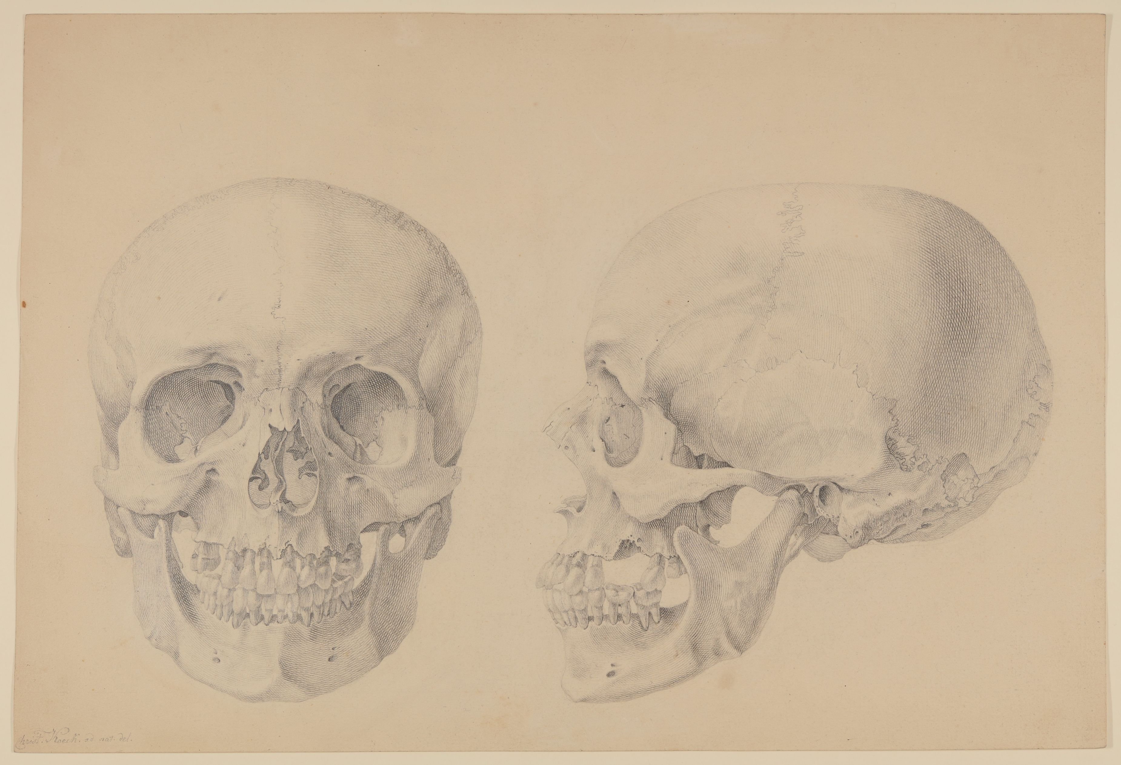 Der Schädel von Wilhelm Heinse [aus einem Konvolut anatomischer Zeichnungen des Christian Koeck] (Freies Deutsches Hochstift CC BY-NC-SA)