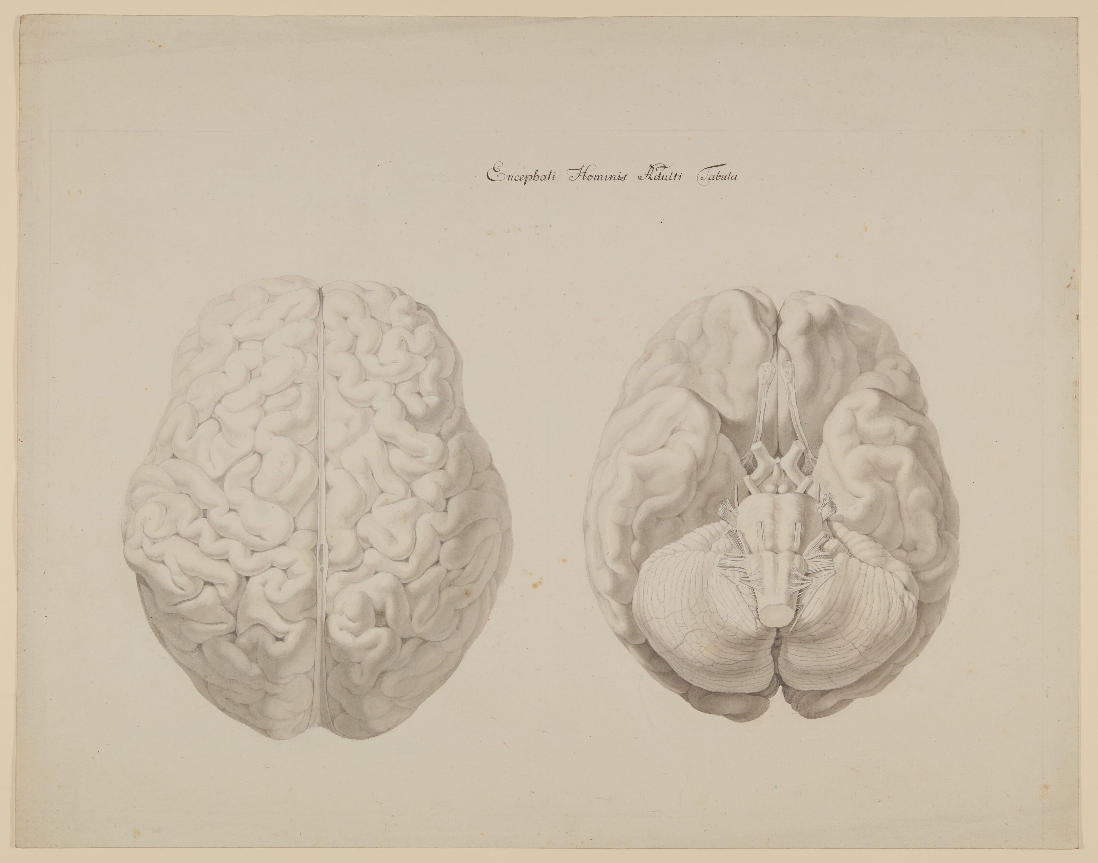 Zwei Ansichten des Gehirns eines erwachsenen Menschen [aus einem Konvolut anatomischer Zeichnungen des Christian Koeck] (Freies Deutsches Hochstift CC BY-NC-SA)