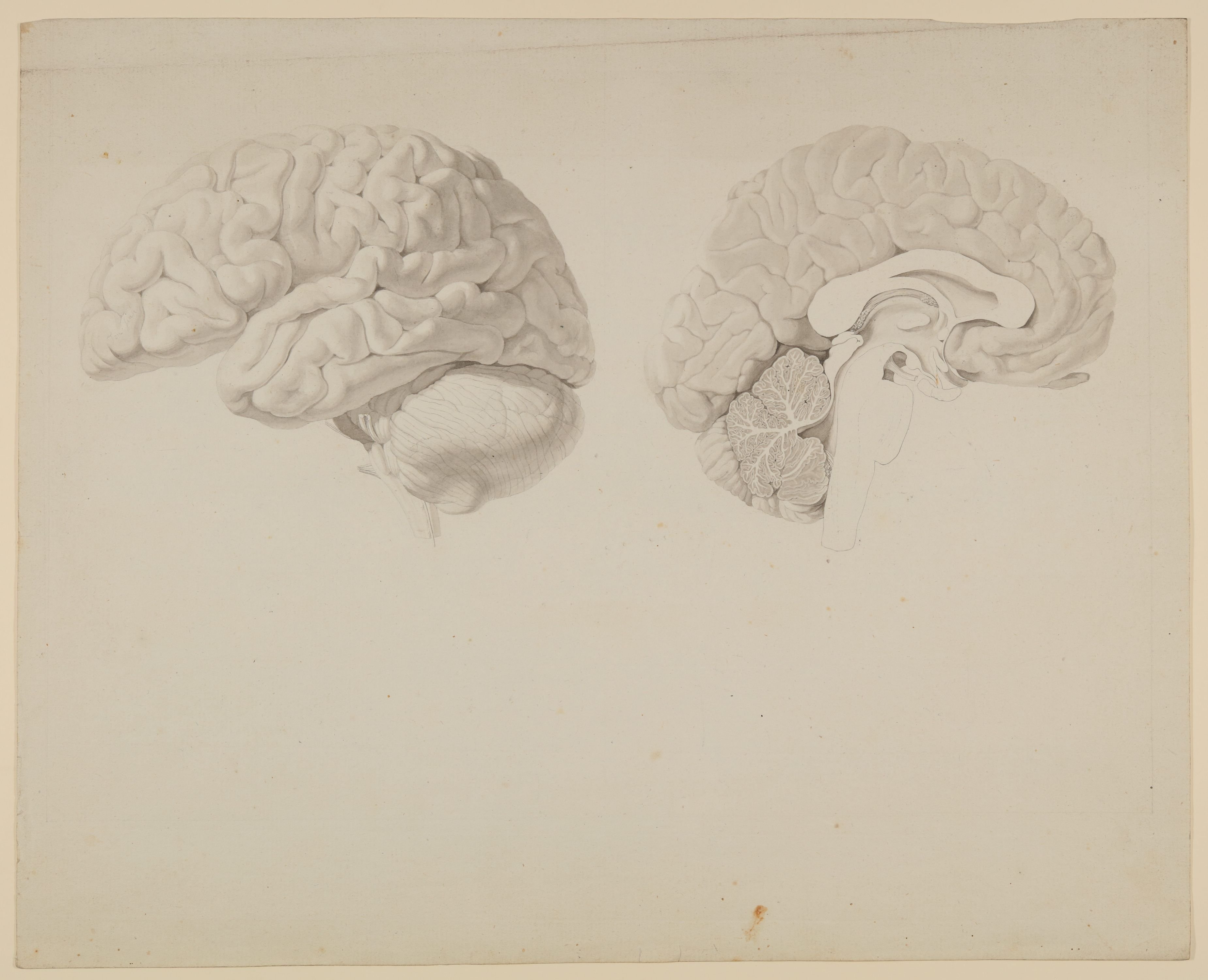 Zwei Ansichten des menschlichen Gehirns [aus einem Konvolut anatomischer Zeichnungen des Christian Koeck] (Freies Deutsches Hochstift CC BY-NC-SA)