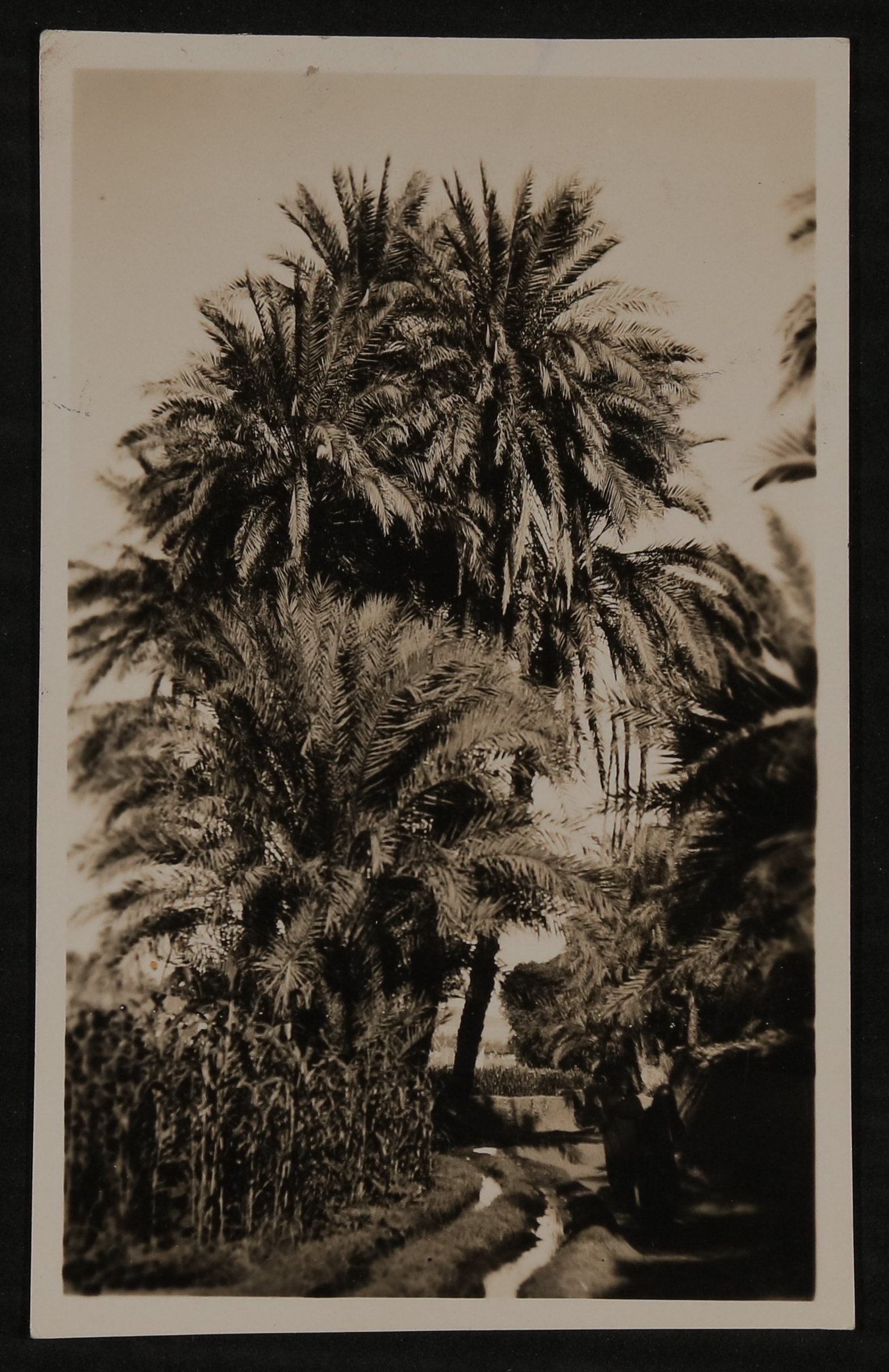 Ansichtskarte von Wassermanns an Hofmannsthal mit Palmen (Freies Deutsches Hochstift / Frankfurter Goethe-Museum CC BY-NC-SA)