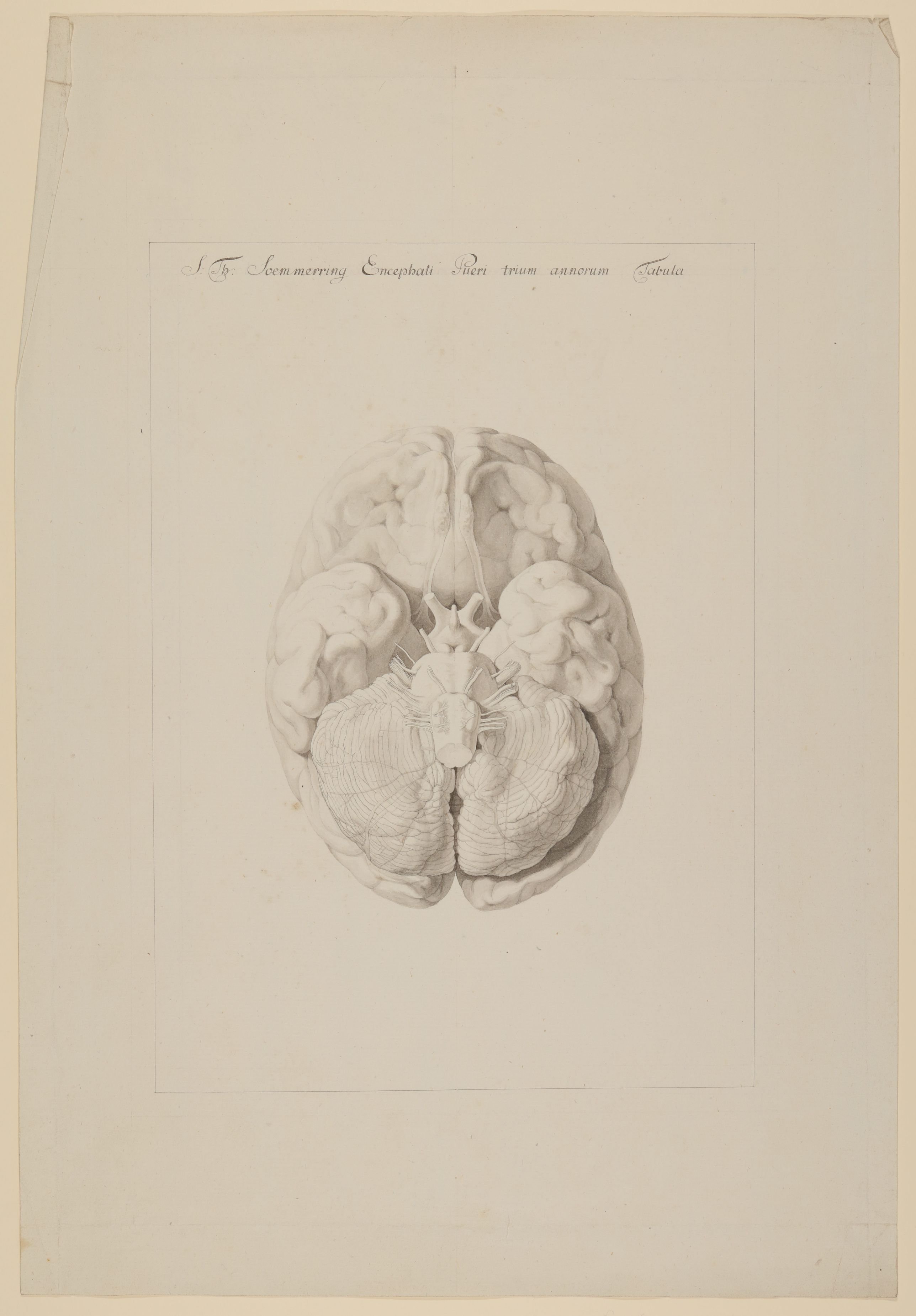 Das Gehirn eines dreijährigen Jungen [Vorzeichnung zu Samuel Thomas Soemmerring, Tabula Baseos Encephali, Frankfurt am Main 1799, Taf. 1] (Freies Deutsches Hochstift / Frankfurter Goethe-Museum CC BY-NC-SA)