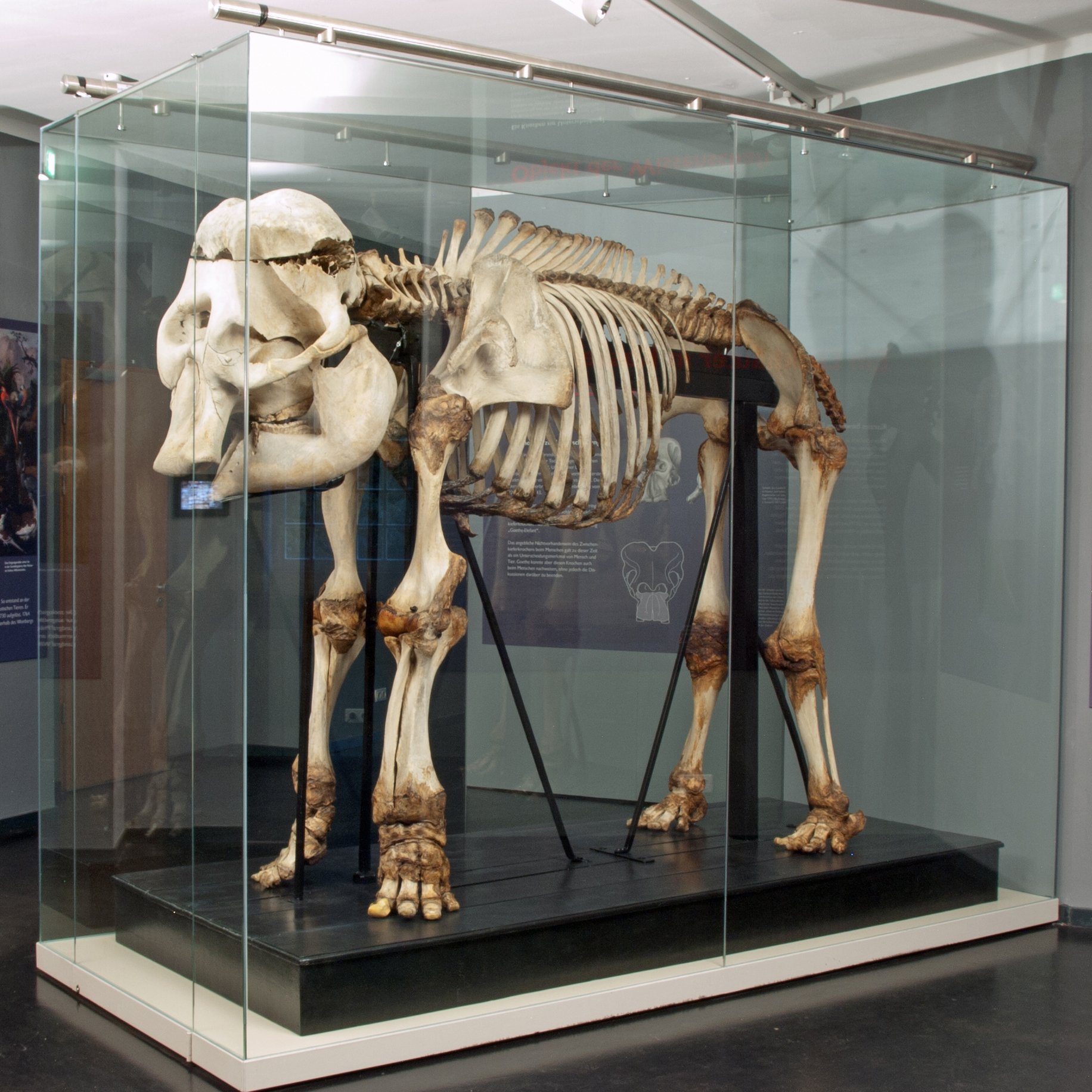 Goethe-Elefant in der Historischen Abteilung der Dauerausstellung (Naturkundemuseum im Ottoneum CC BY-NC-SA)