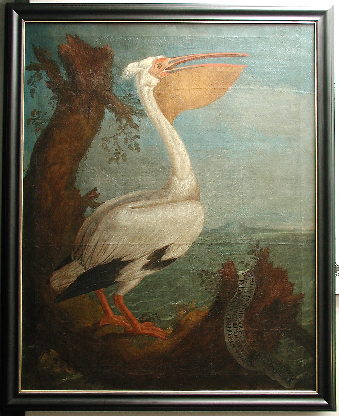 Gemälde eines Pelikans (nach 1733) (Naturkundemuseum im Ottoneum CC BY-NC-SA)