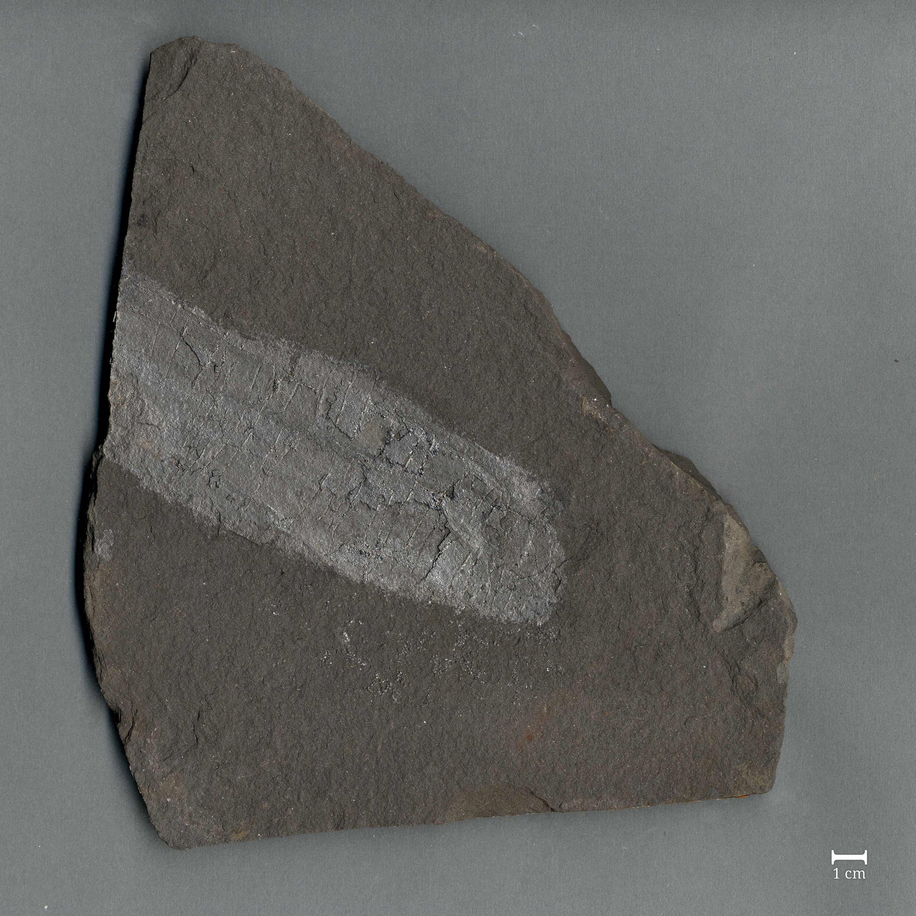 Fossil vom Stamm eines Nadelholzgewächses (Werra-Kalibergbau-Museum, Heringen/W. CC BY-NC-SA)