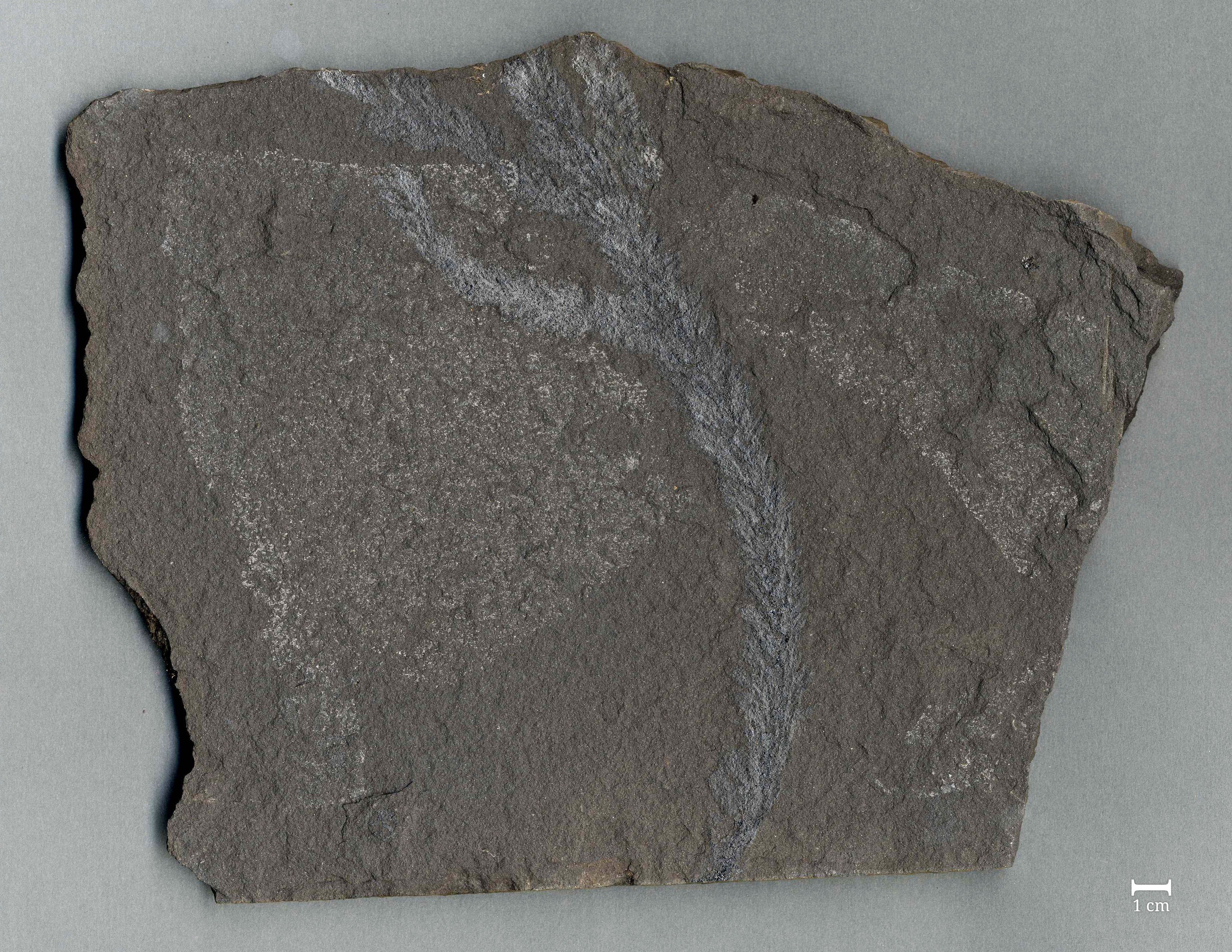 Fossil vom Zweig eines Nadelbaums (Ullmania frumentaria) (Werra-Kalibergbau-Museum, Heringen/W. CC BY-NC-SA)