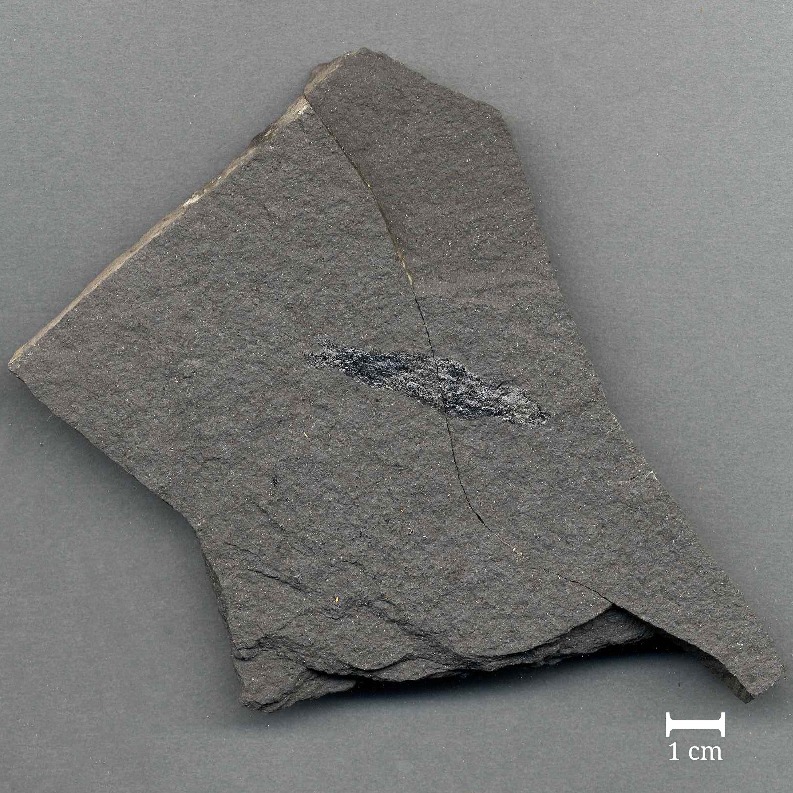 Fossil eines Fisches (Acentropherus glaphyurus) (Werra-Kalibergbau-Museum, Heringen/W. CC BY-NC-SA)