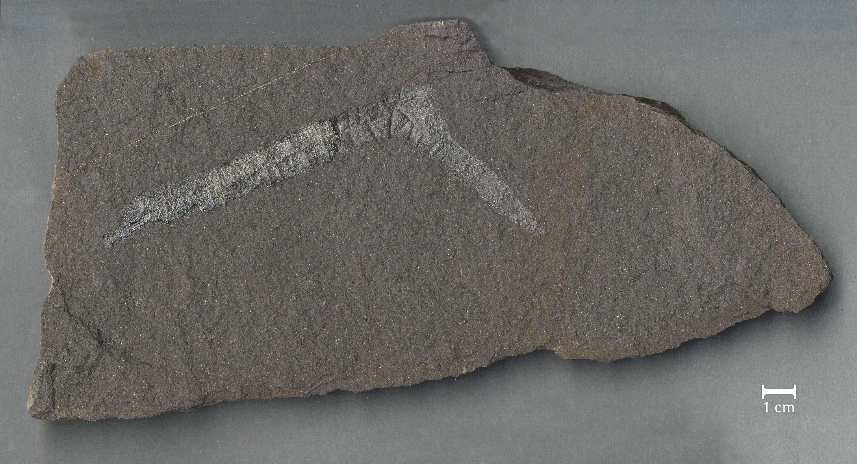 Fossil vom Ast eines Nadelholzgewächses (Werra-Kalibergbau-Museum, Heringen/W. CC BY-NC-SA)